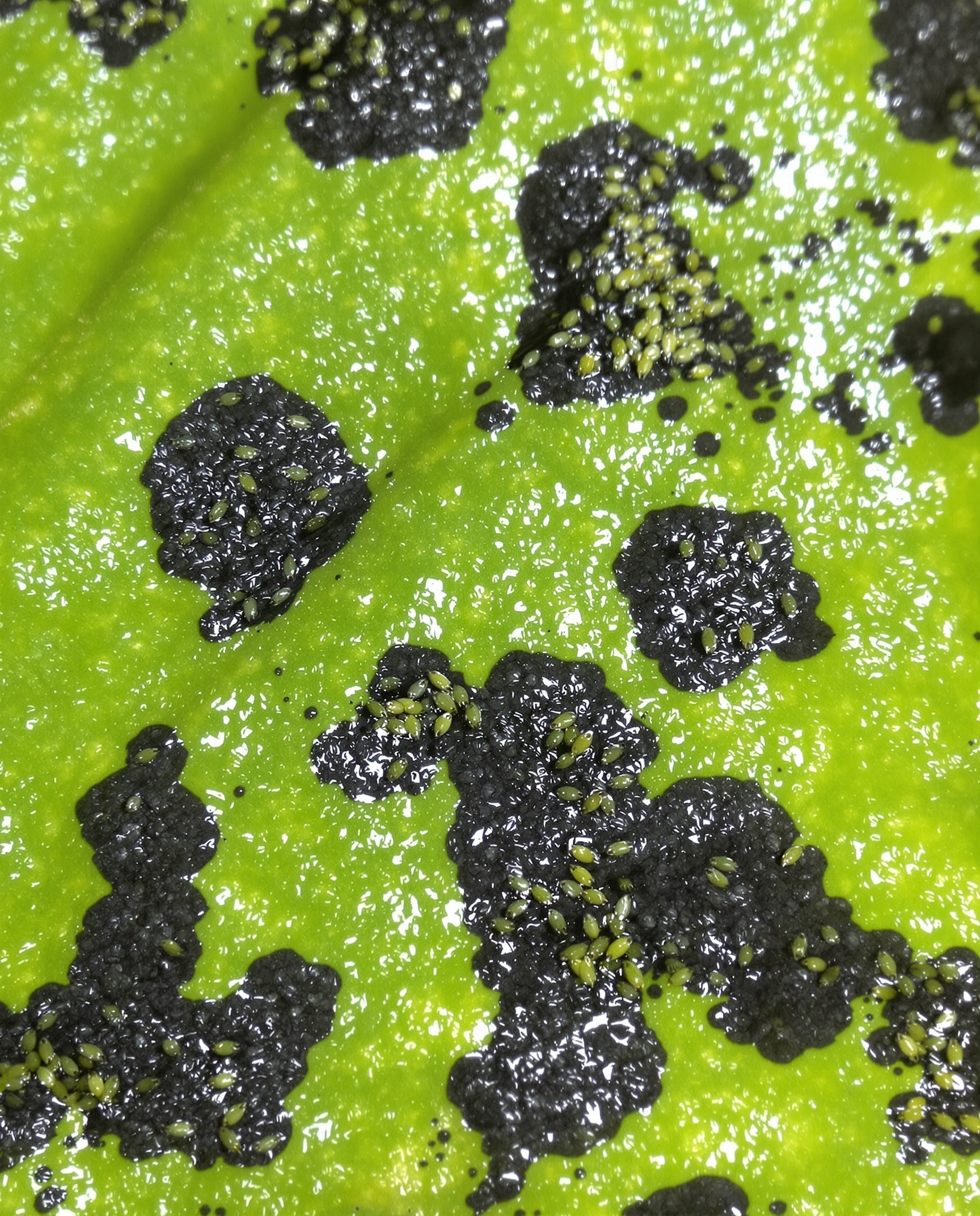 Gros plan sur pucerons verts/noirs et fumagine noire sur feuille de yucca