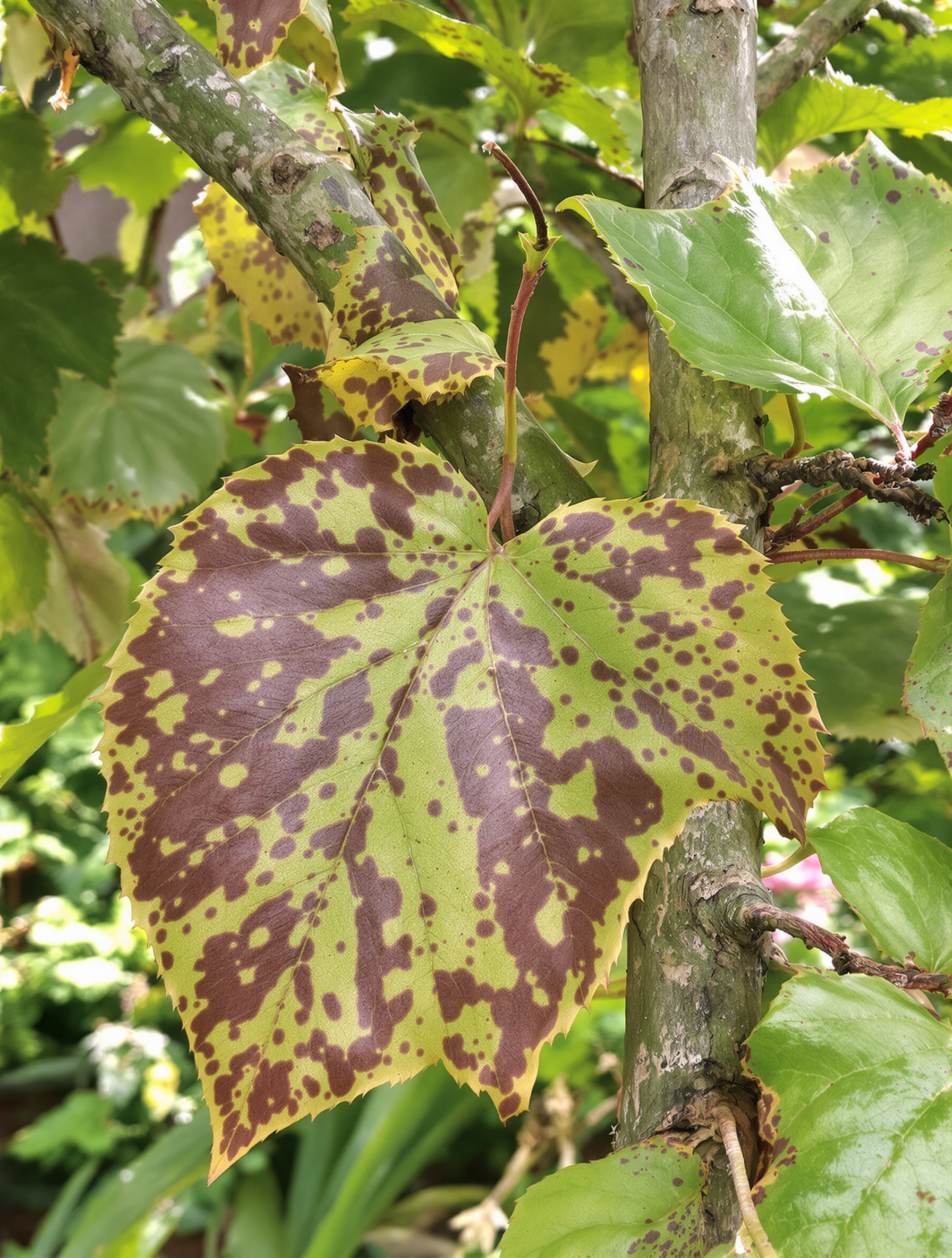 Feuilles et branches d'Arbre de Judée présentant symptômes d'anthracnose et de chancre