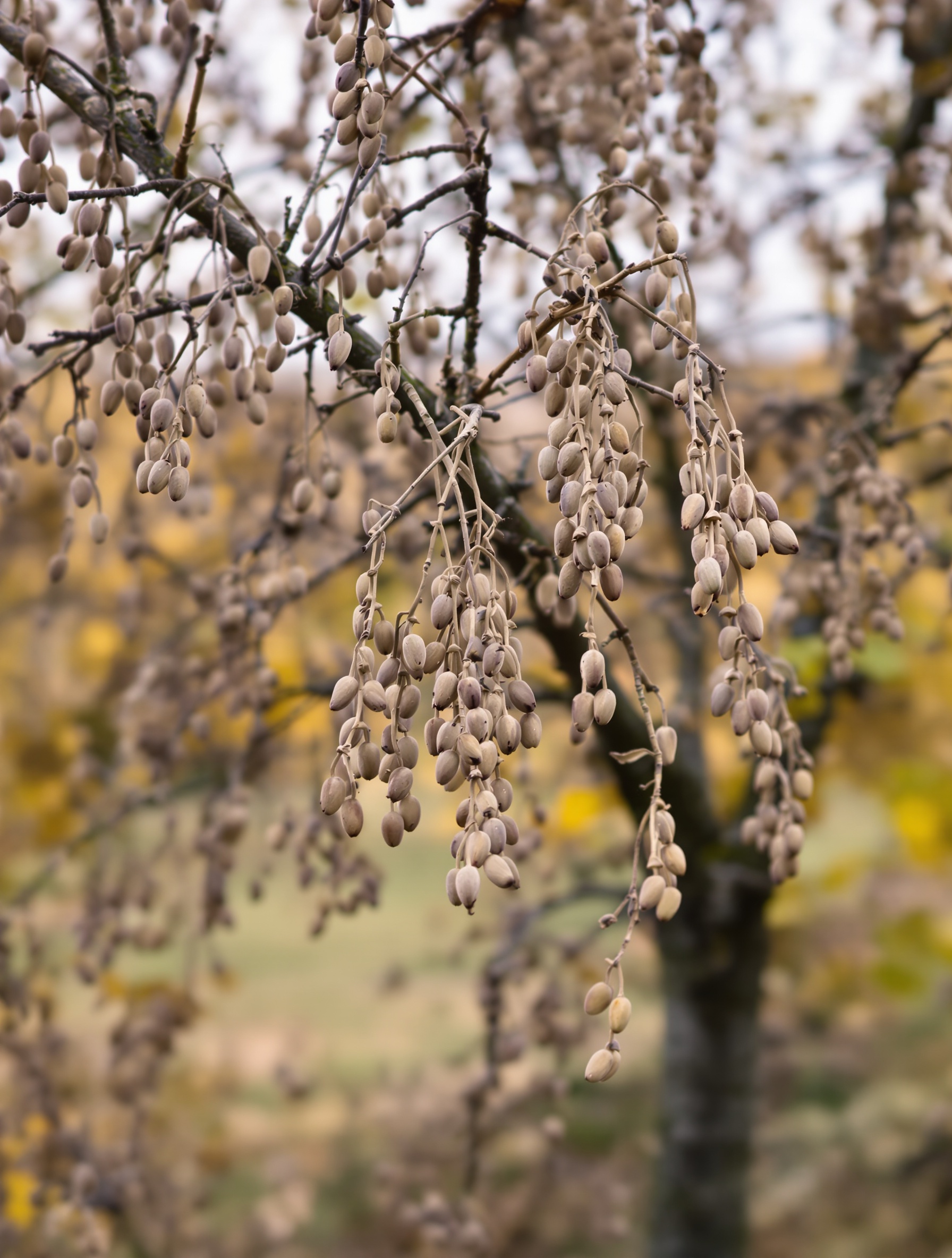 Gousses pendantes sur arbre de Judée hors floraison