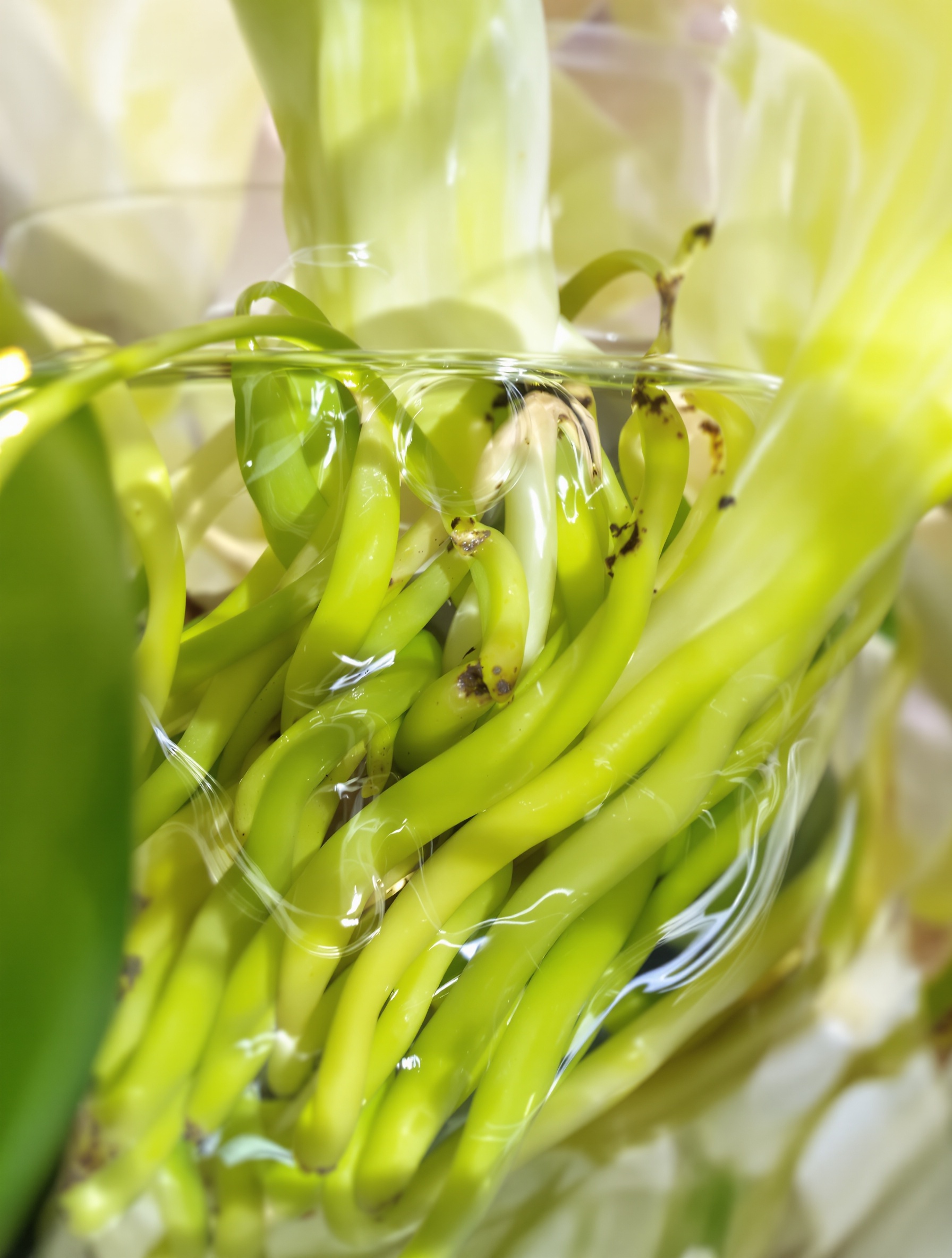 orchidée Phalaenopsis saine avec racines trempant dans bassin pour arrosage par immersion