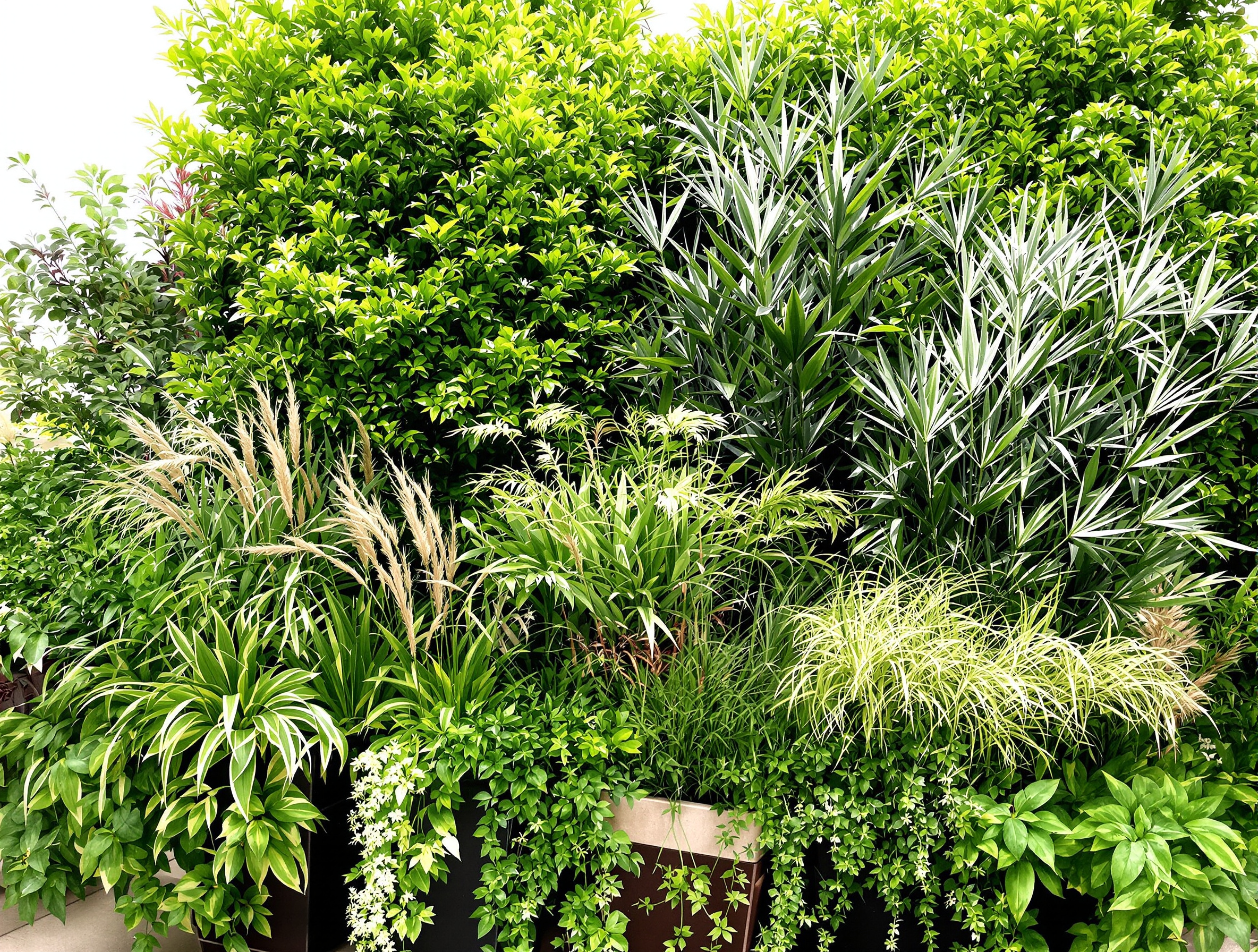 Balcon urbain planté de Pittosporum, graminées hautes et bambou Fargesia nain pour brise-vue élégant