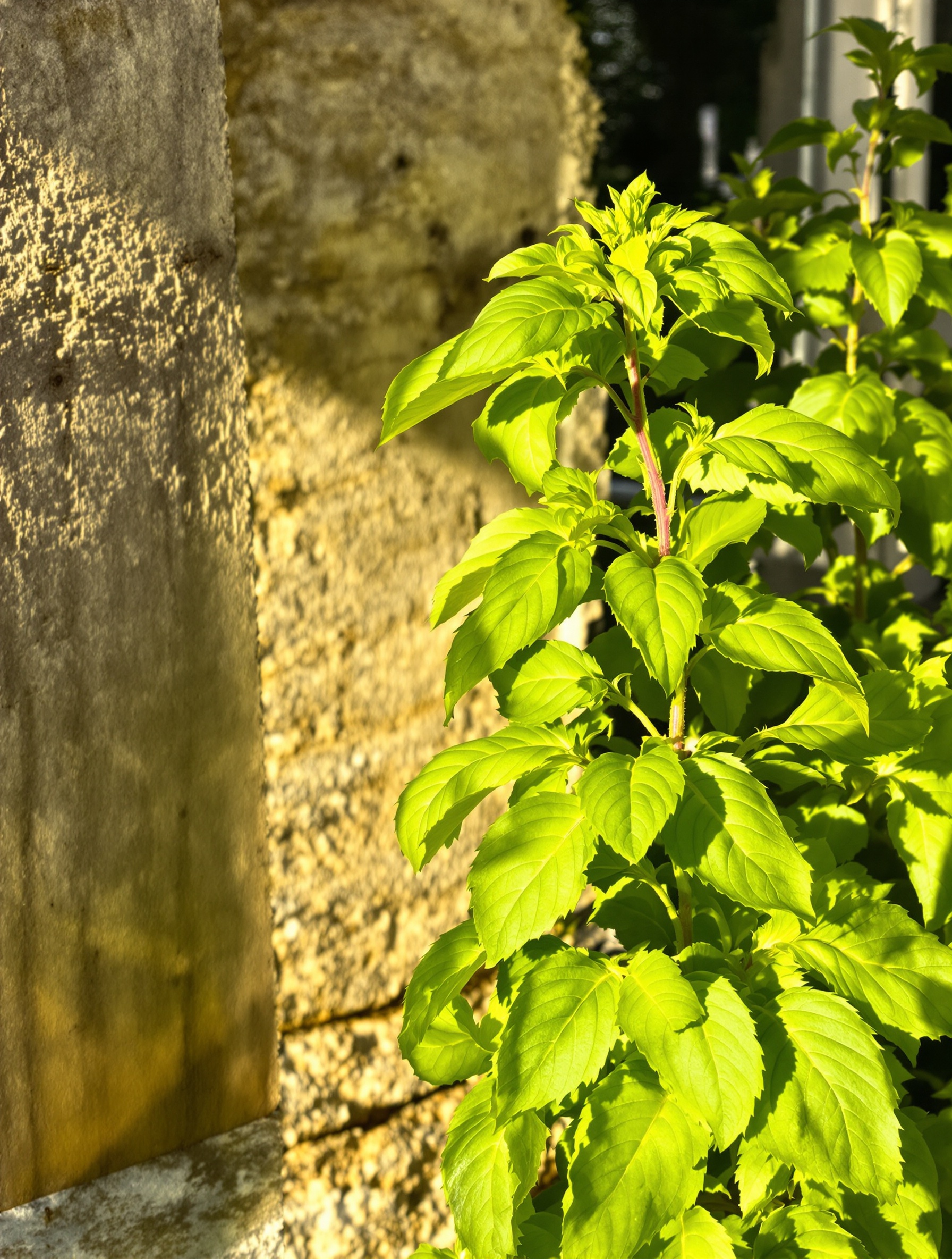 basilic luxuriant menhir lumière matin ombre naturelle