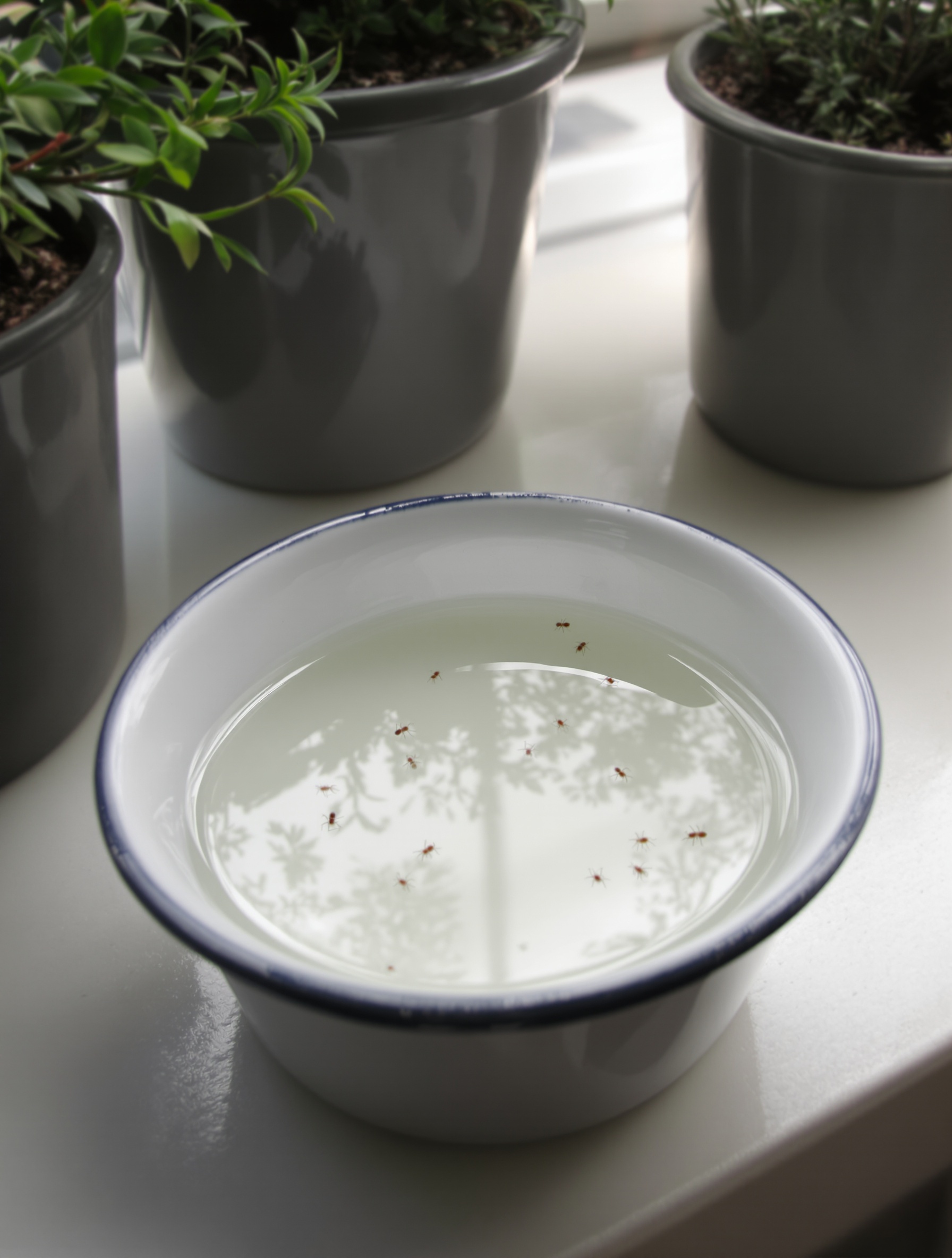 Bol d'eau savonneuse près des plantes pour piéger les fourmis volantes.