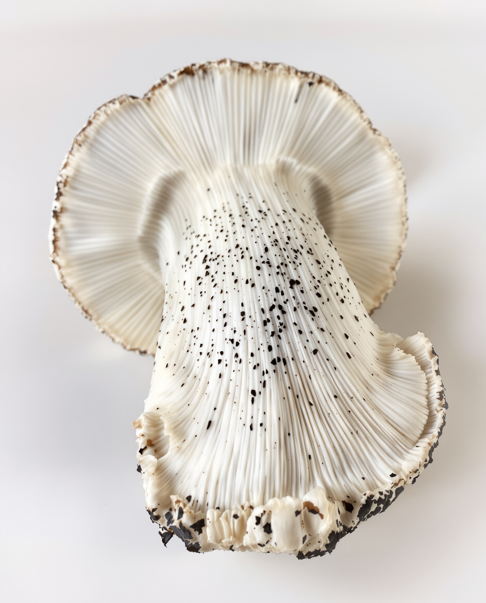 Bolet rude coupé en deux montrant pied squamuleux noir sur fond blanc et chair grisissante