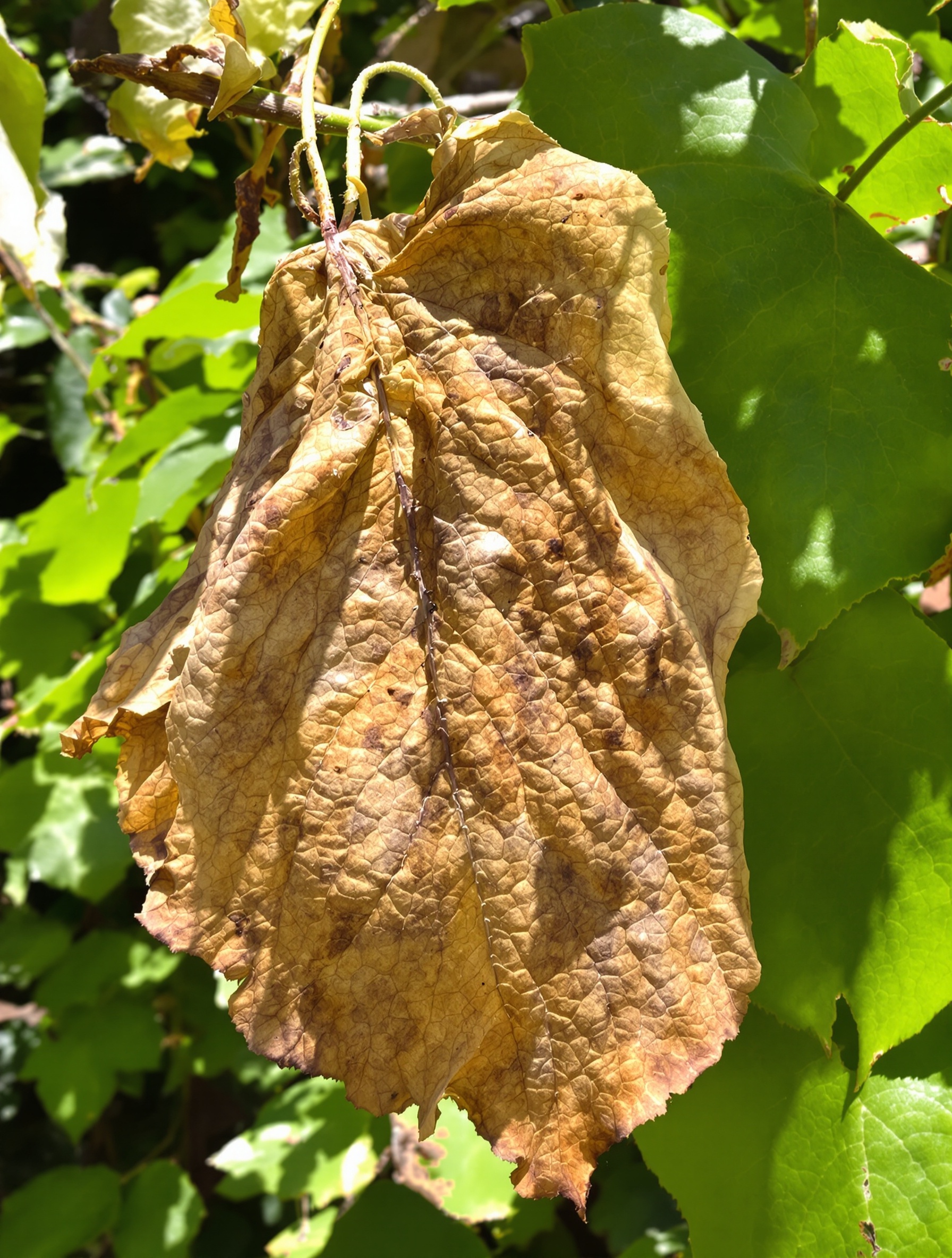 Branche de catalpa desséchée par la verticilliose à côté de feuilles encore vertes