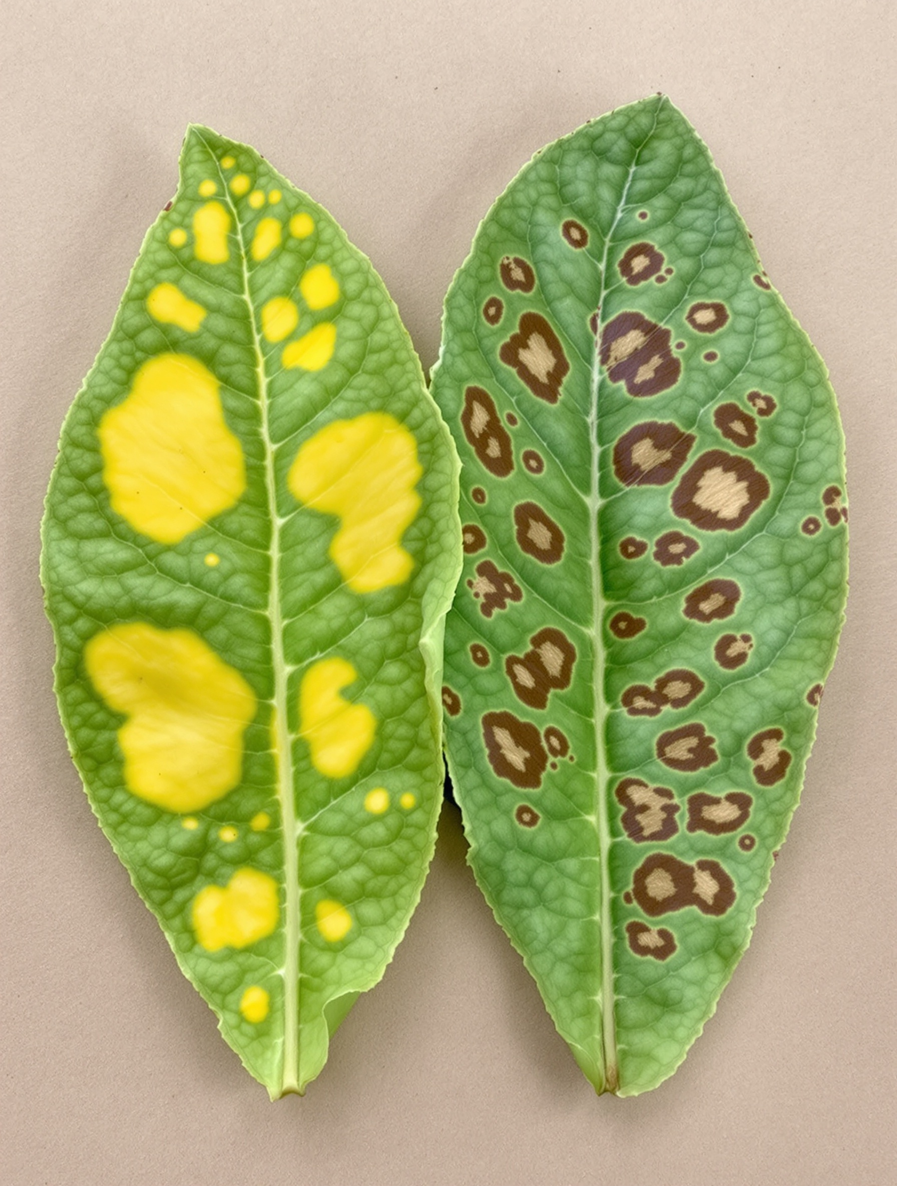 Comparaison entre taches jaunes carence magnésium et mildiou tomate