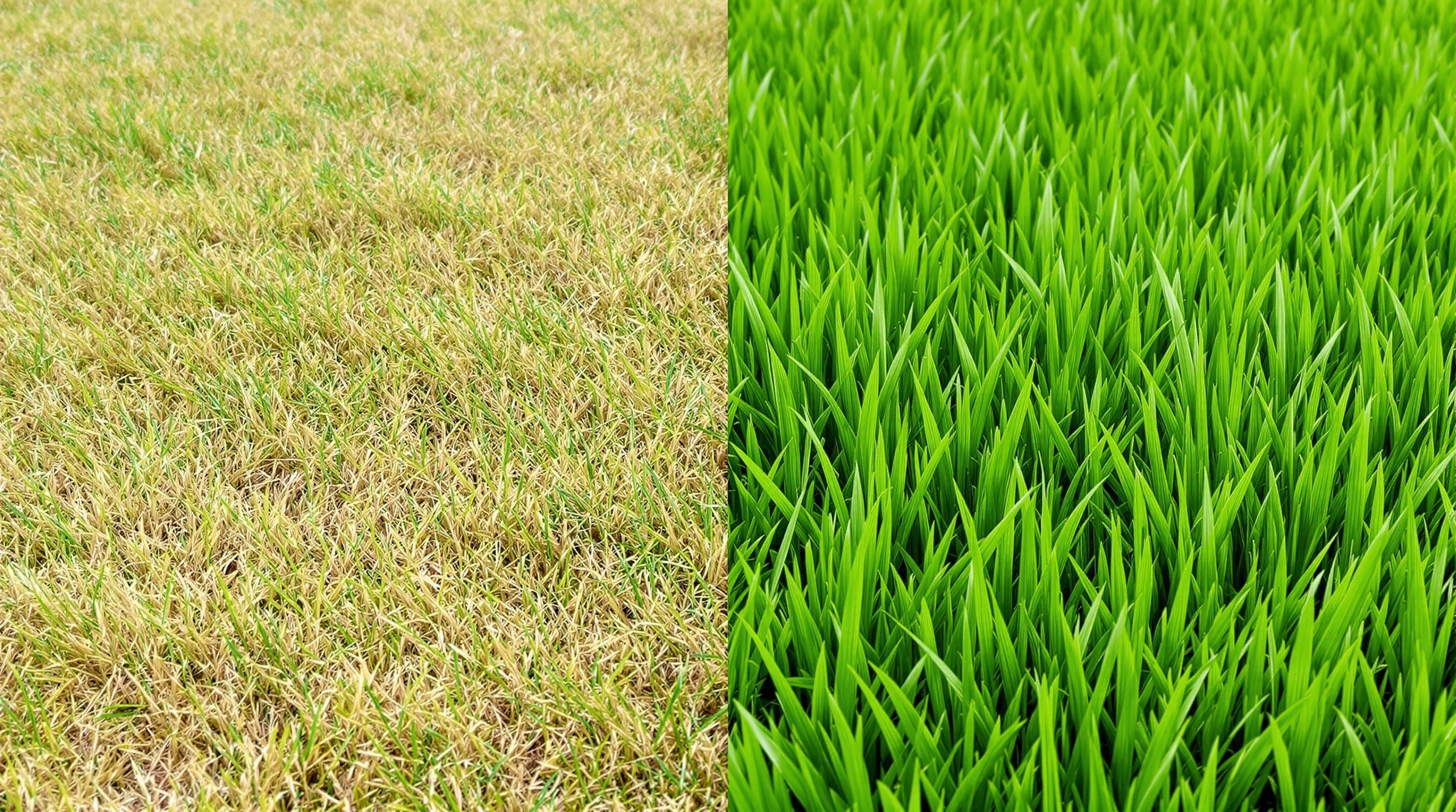 Comparaison entre un gazon ras jauni et une pelouse naturelle haute pour dissuader les hannetons noirs