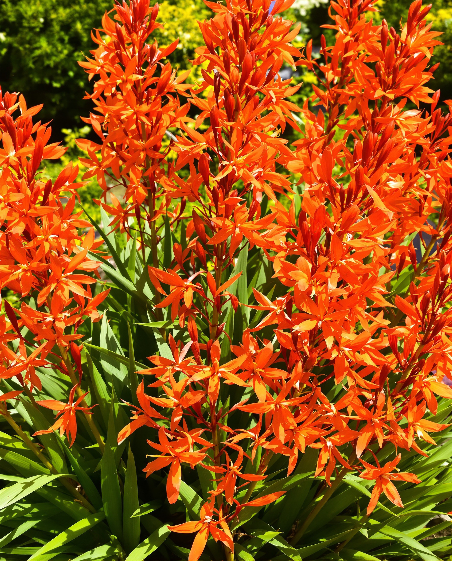 Crocosmia 'Lucifer' en pleine floraison, fleurs orange-rouge vif et feuillage vert lancéolé.