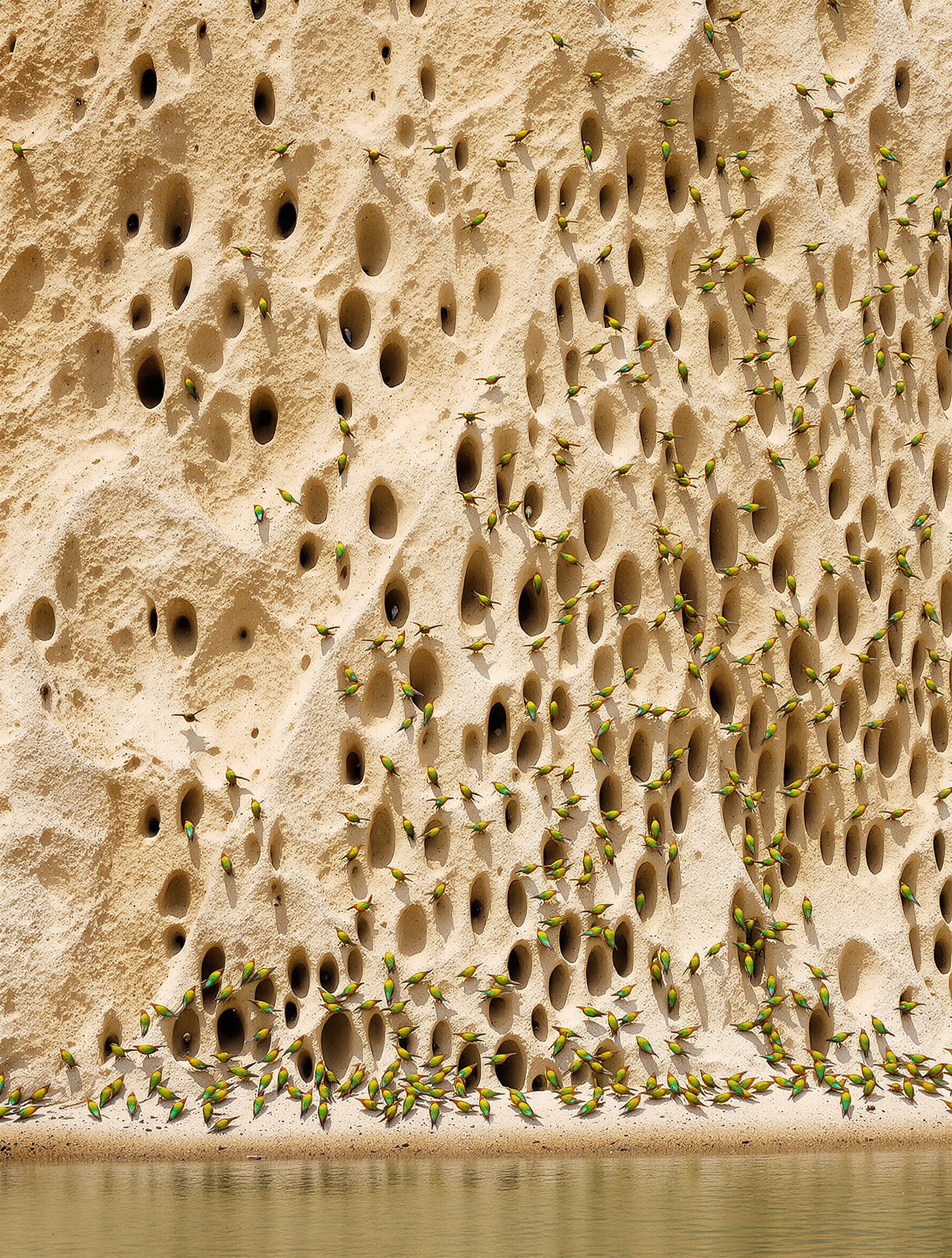 Falaise sableuse percée terriers colonie Guêpiers Europe entrées vol oiseau Bretagne nature sauvage