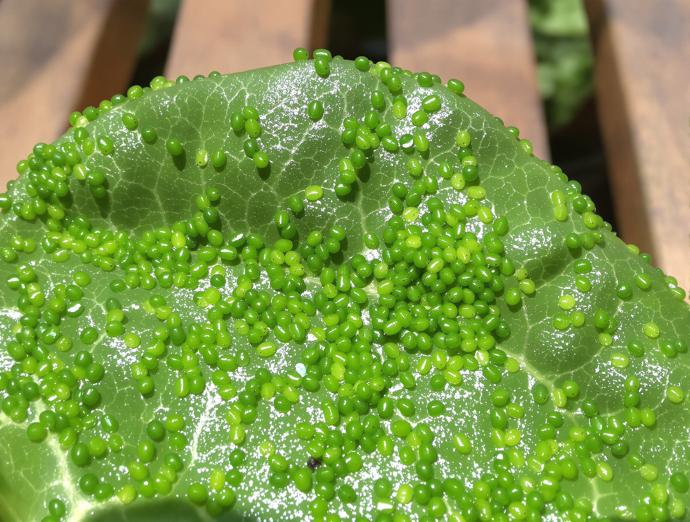 Feuille de catalpa colonisée par des pucerons verts et traces de miellat brillant