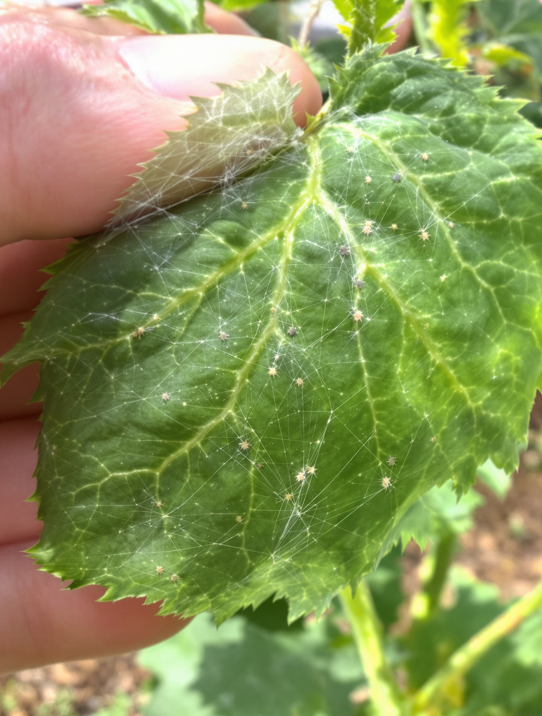Inspection d'une feuille de tomate infestée par tétranyques