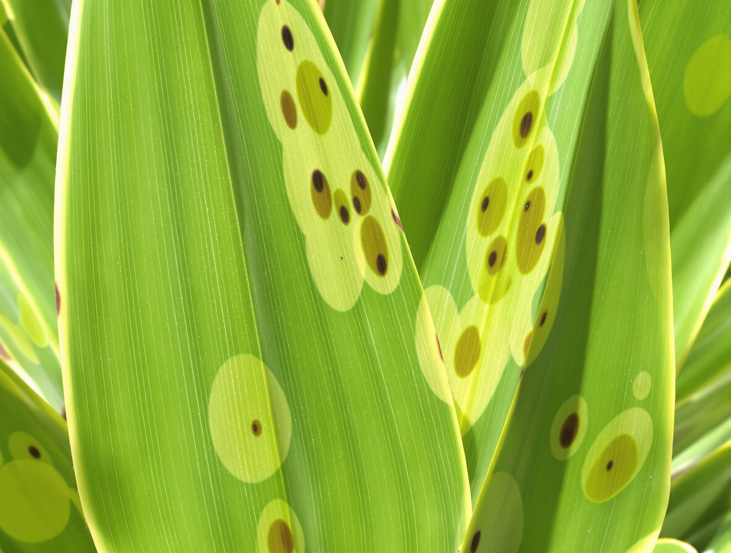 Taches brunes sur feuille de yucca