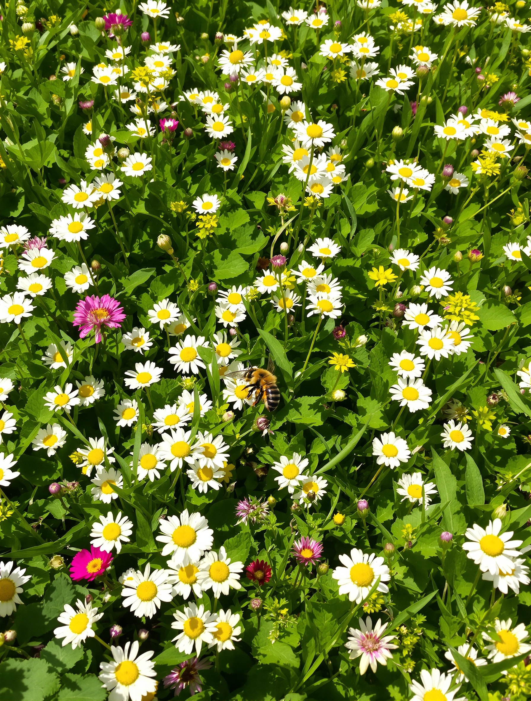 Gazon vivant fleuri abeille biodiversité