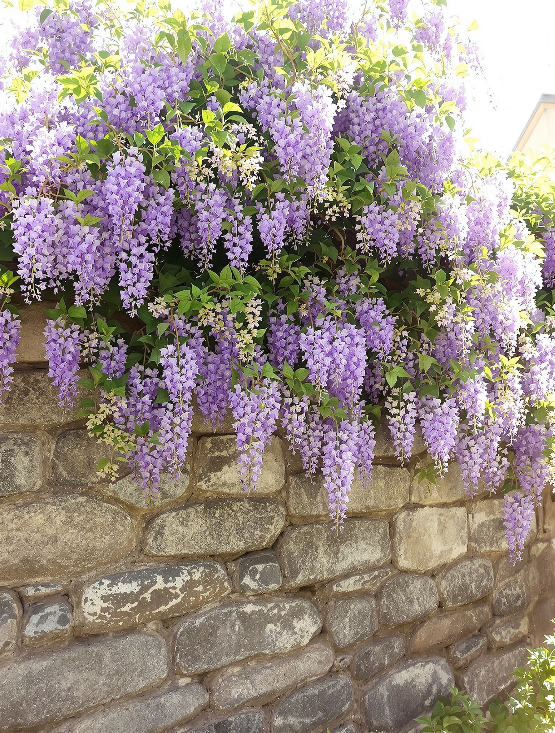 glycine mature mur granit breton transmission lumière douce