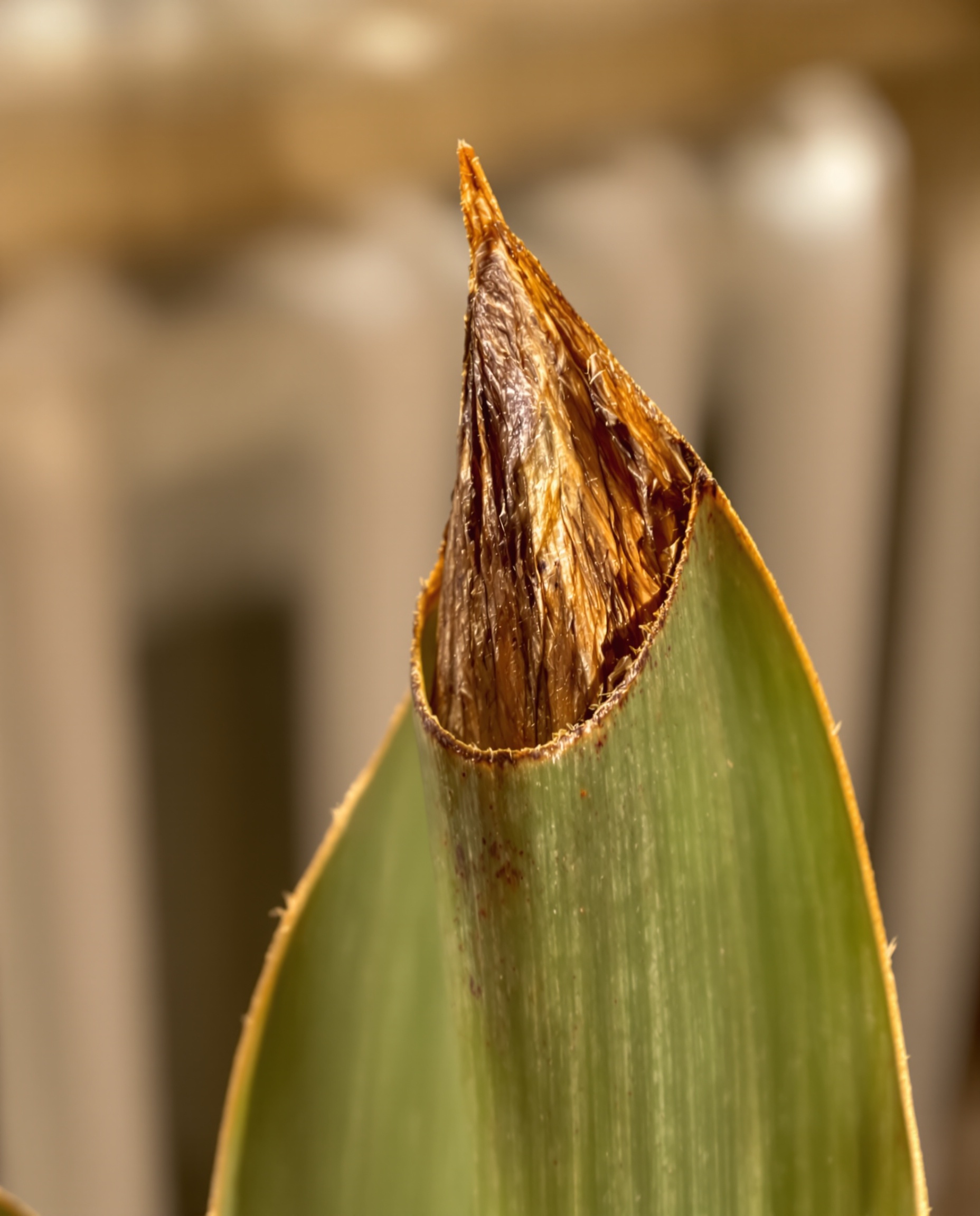 Bout marron feuille yucca air sec radiateur