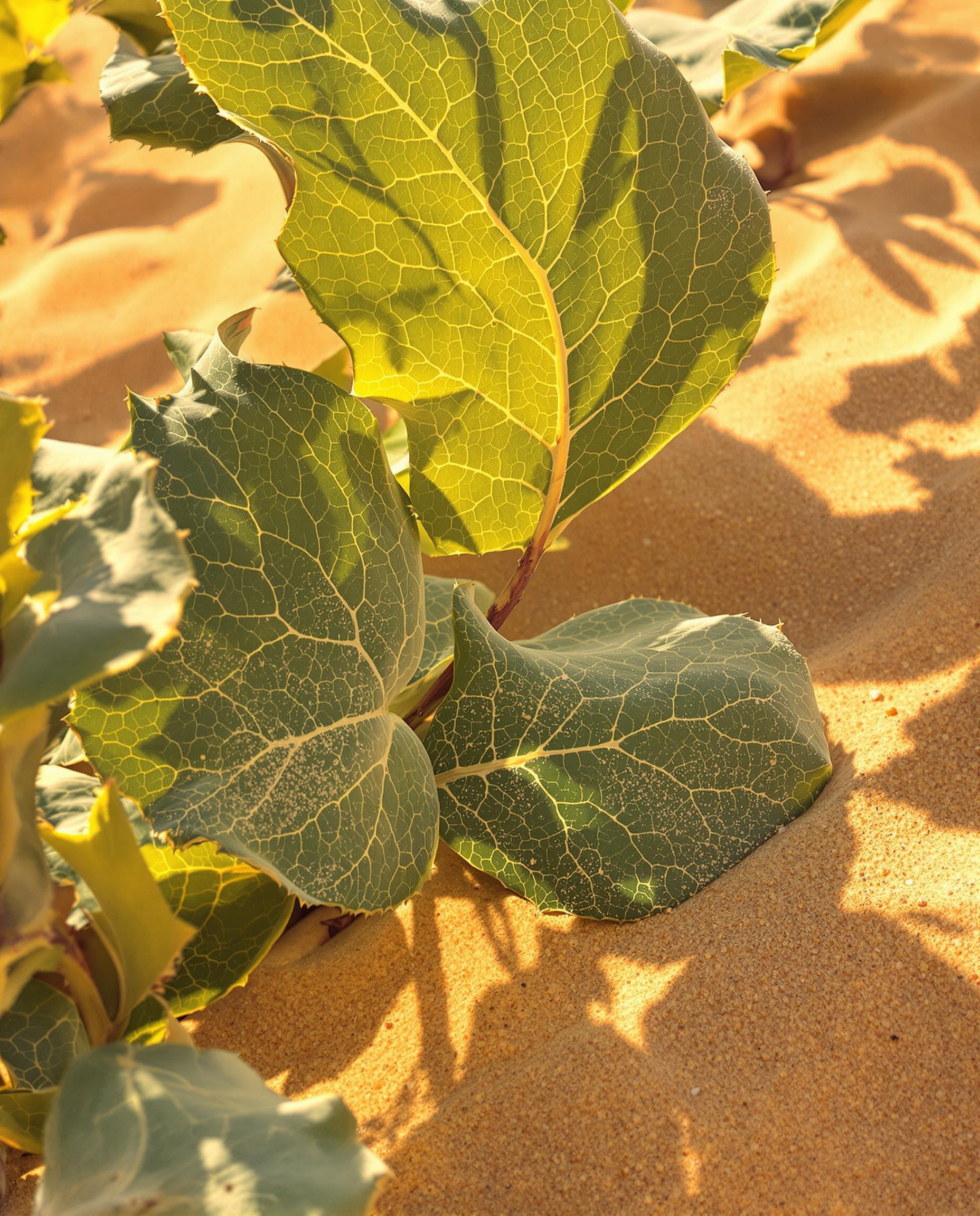 Gros plan sur les feuilles de l’arbre sidra et un figuier en plein désert