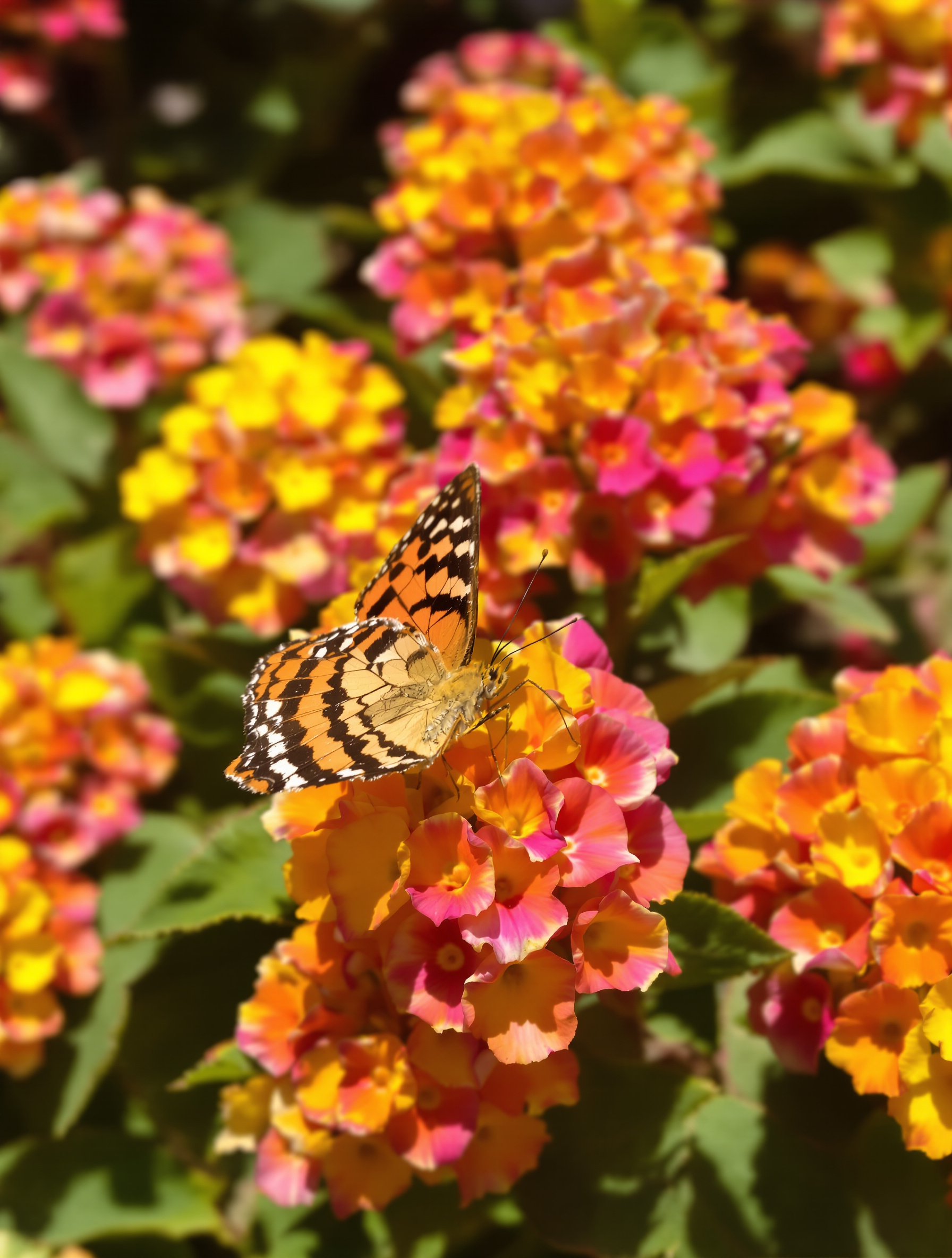 Gros plan sur les fleurs multicolores d'un lantana en pleine floraison, attirant un papillon. Les teintes de jaune, orange et rose se mélangent pour créer un spectacle visuel et écologique.