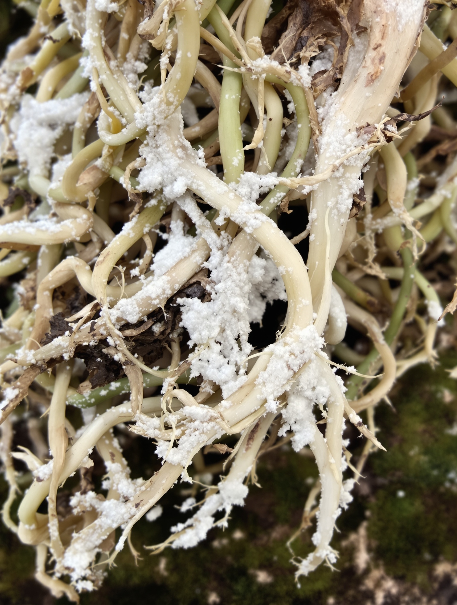 racines d'orchidée rongées par la moisissure après excès de marc de café humide
