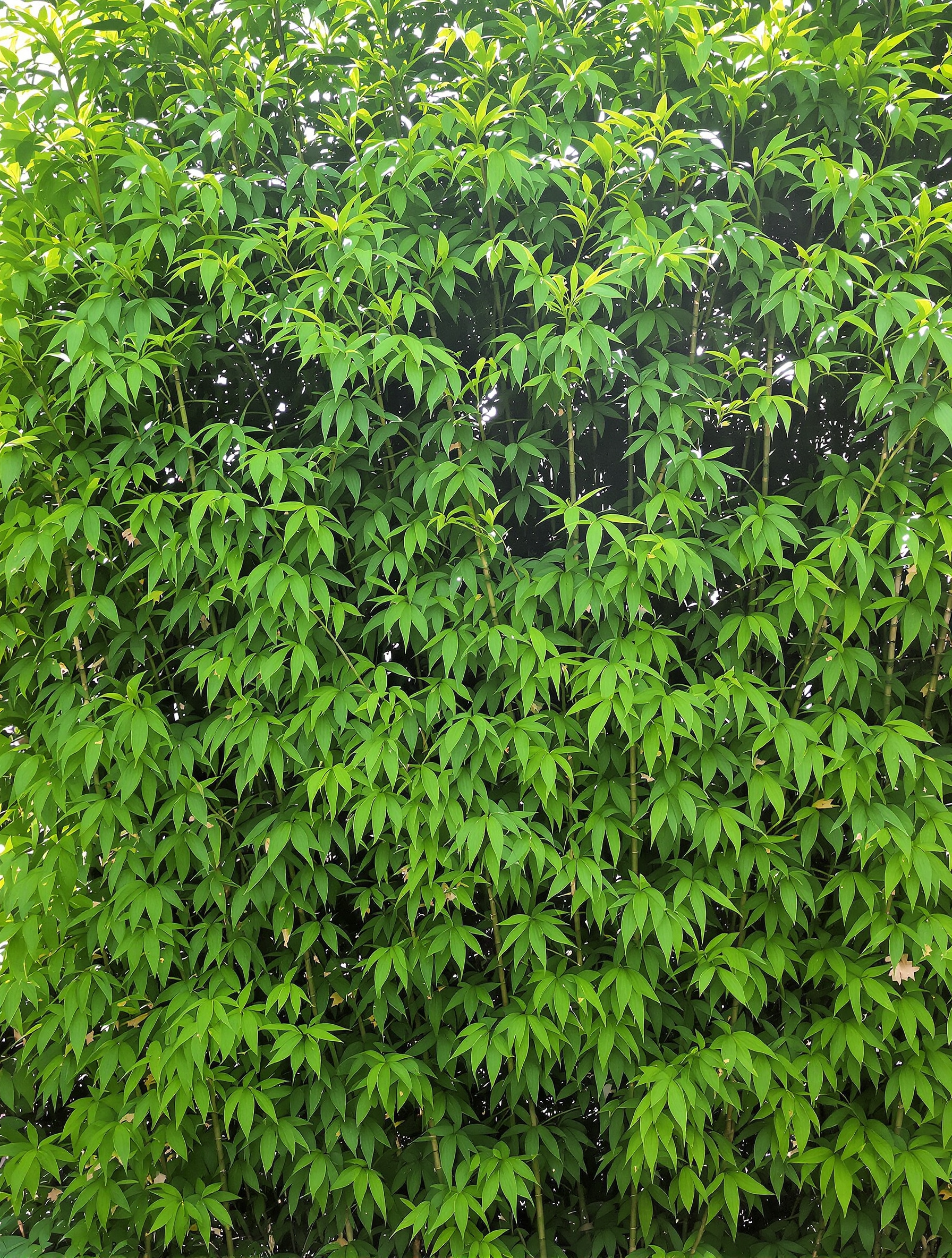 Haie de Bambou Fargesia non-traçant créant un écran naturel dans un jardin breton