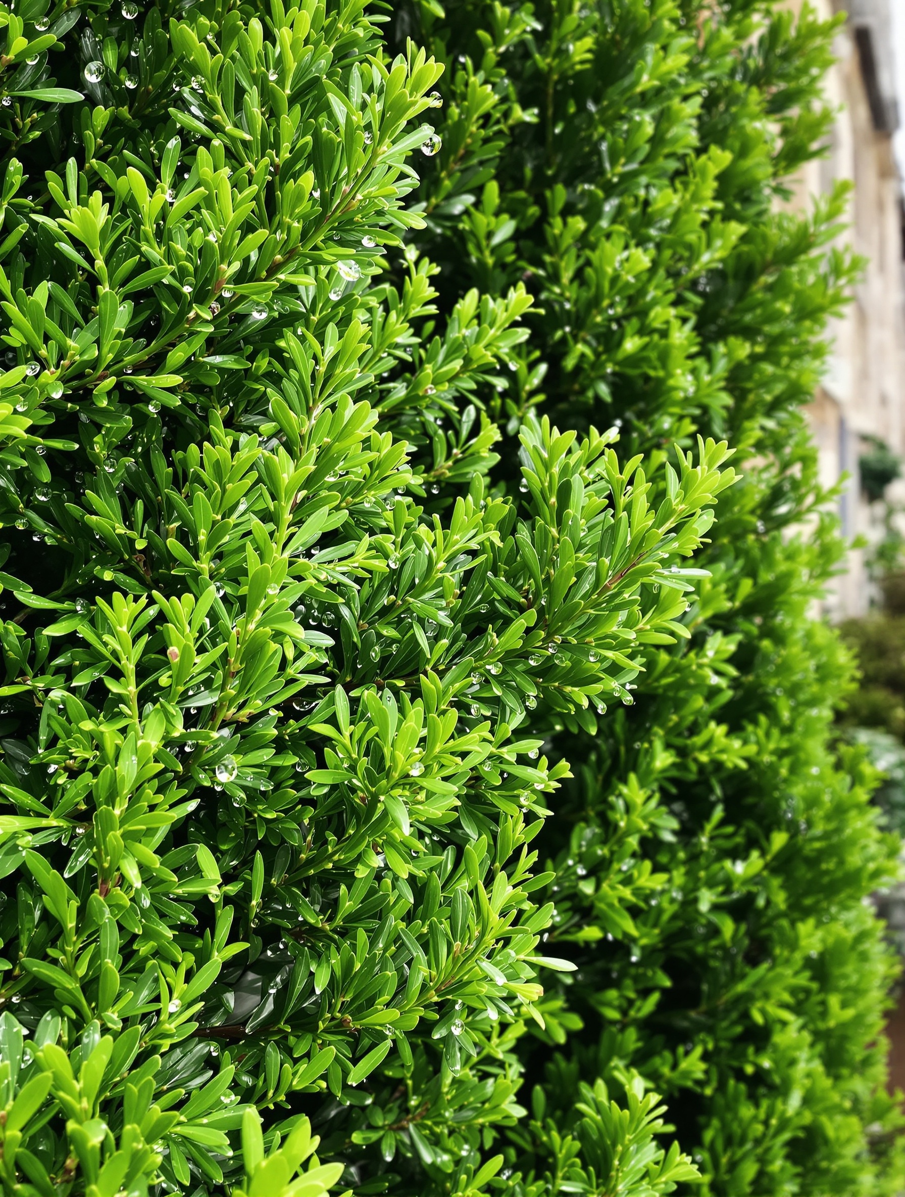 Thuyas fraîchement taillés en Bretagne sous lumière après pluie