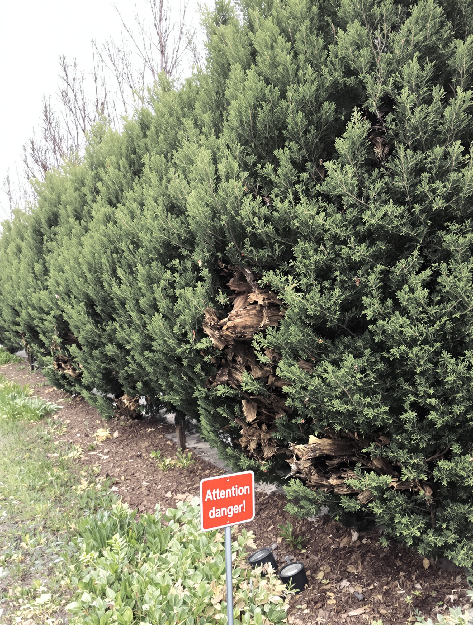 Haie de thuyas scalpée montrant le bois mort et panneau Attention danger