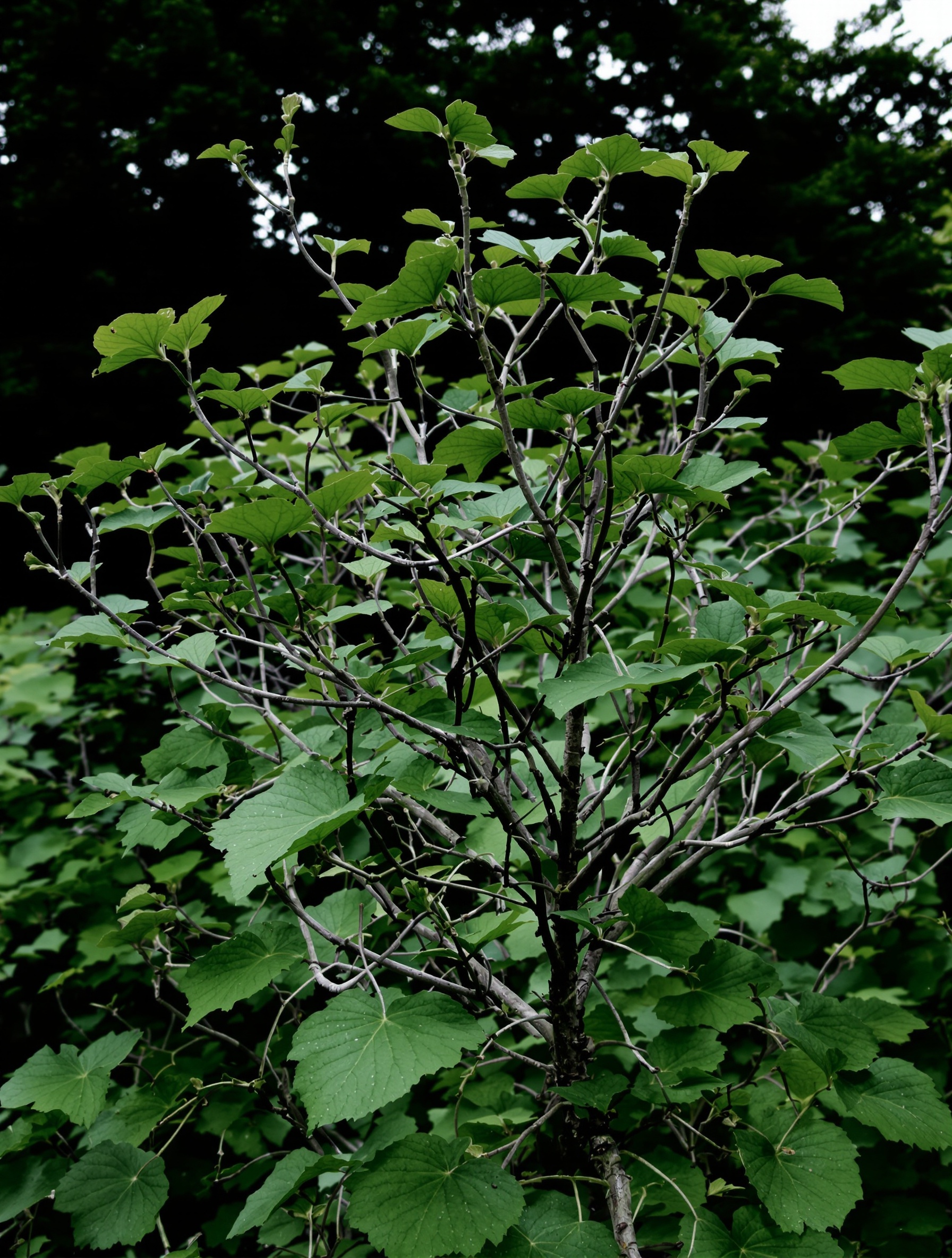 Hortensia macrophylla non fleuri, branches taillées, ciel nuageux