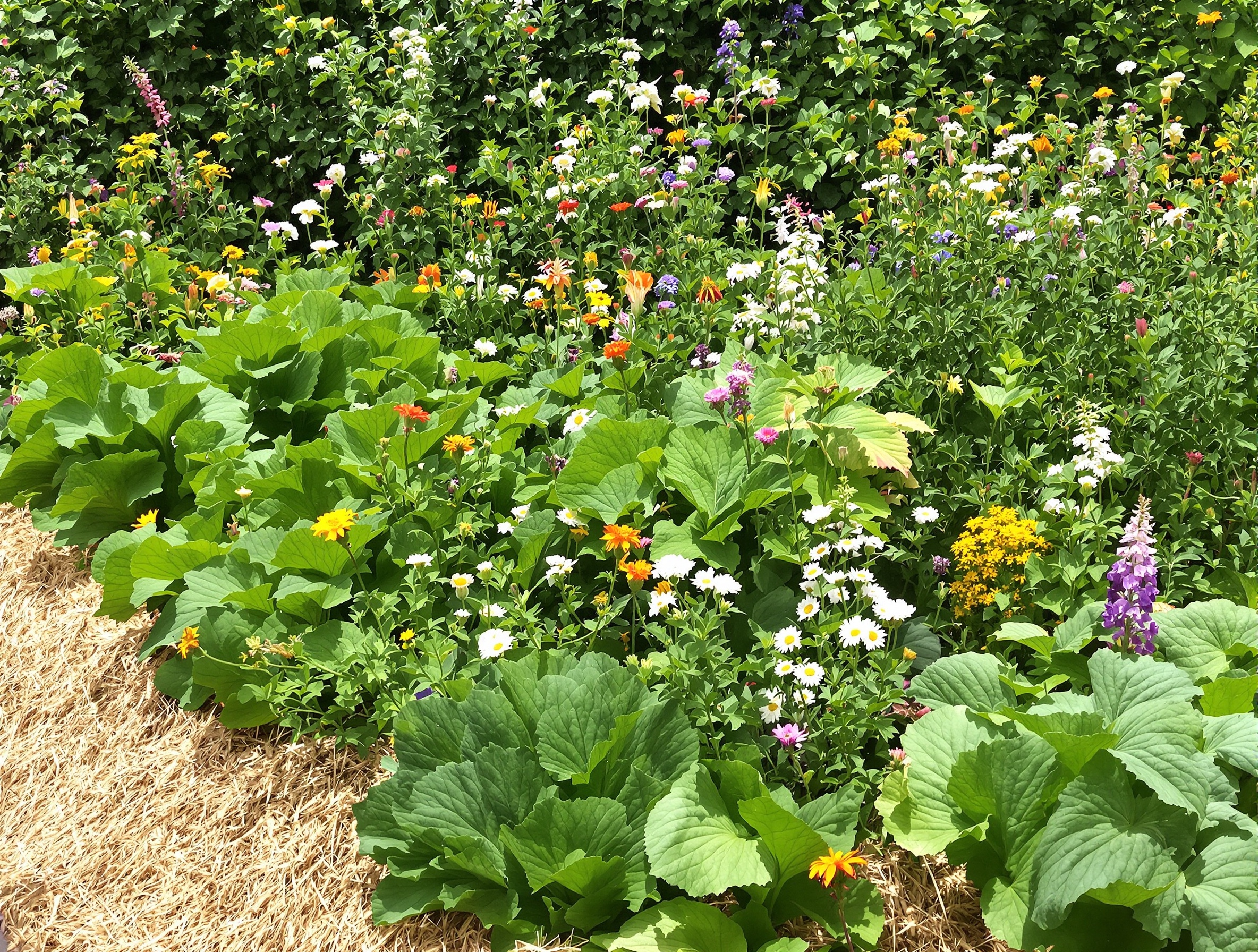 Jardin breton luxuriant avec haie champêtre, sol paillé au pied des légumes et fleurs sauvages mêlées aux plantations.