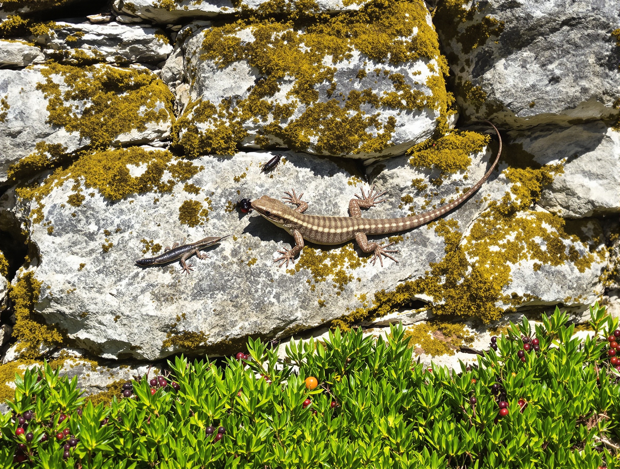 lézard chassant insectes sur muret breton
