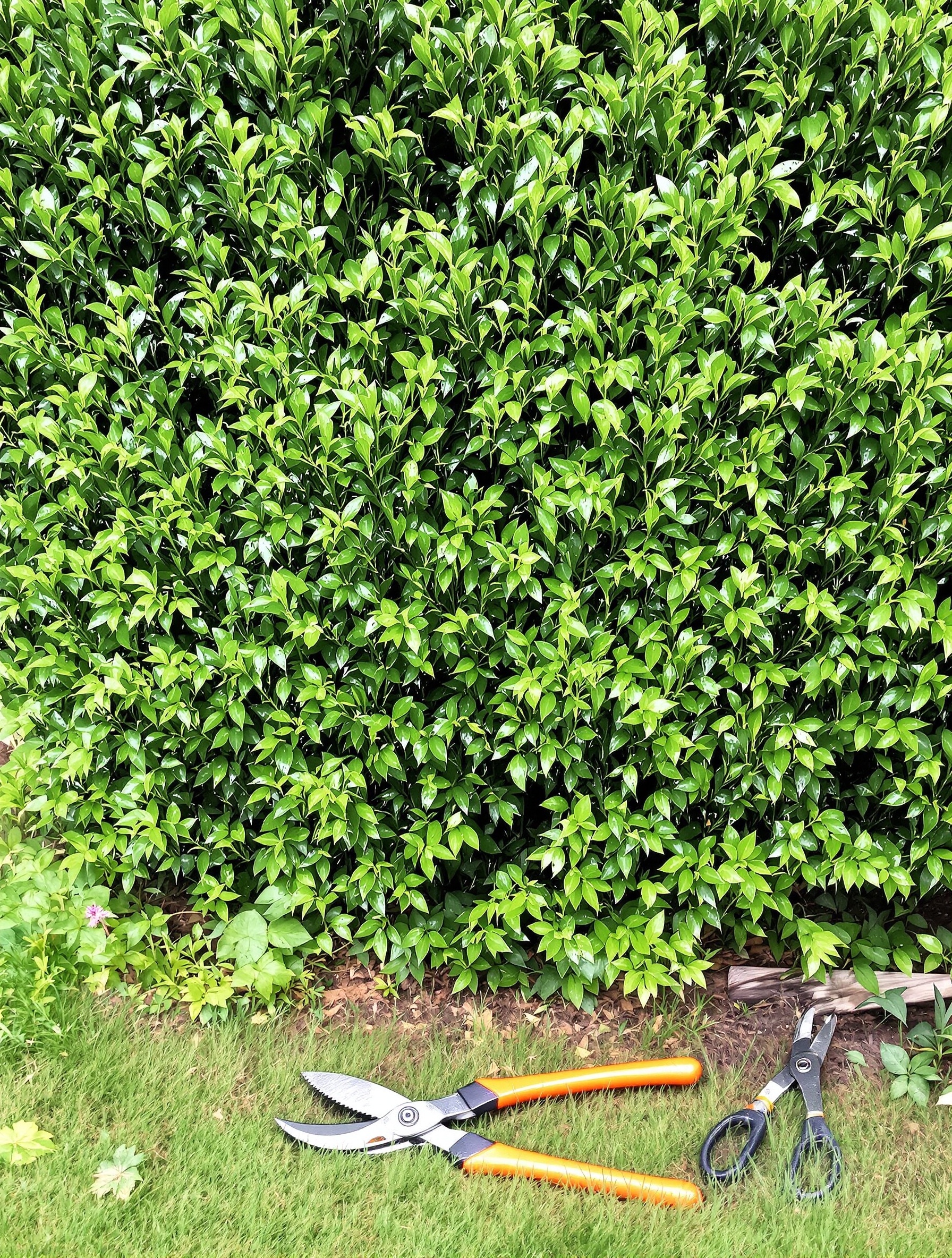 Haie de thuyas bretonne au printemps sous un léger crachin