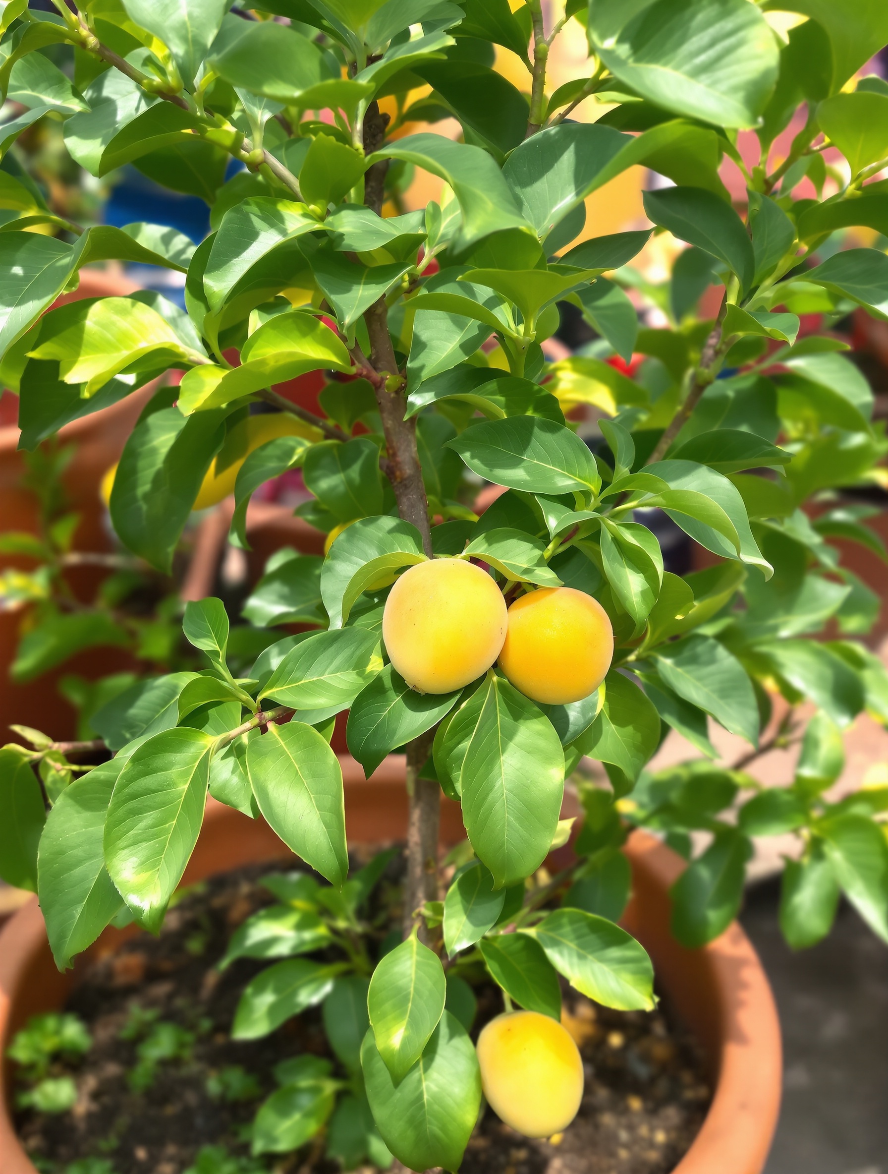 Jeune abricotier en pot portant quelques petits fruits, illustrant la possibilité de fructification, bien que limitée, pour les arbres cultivés en conteneur.