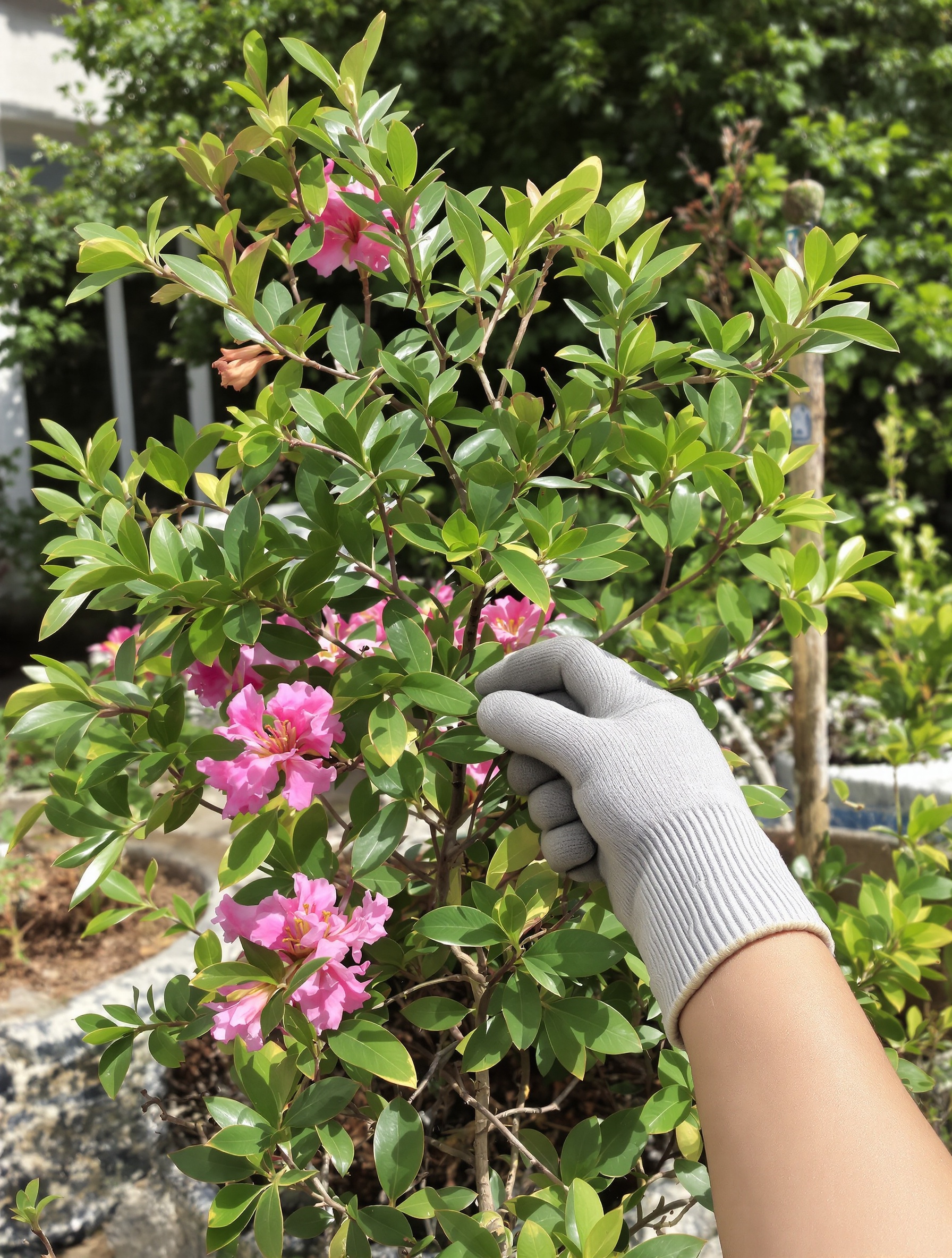 Laurier rose fraîchement taillé sous lumière bretonne avec main gantée