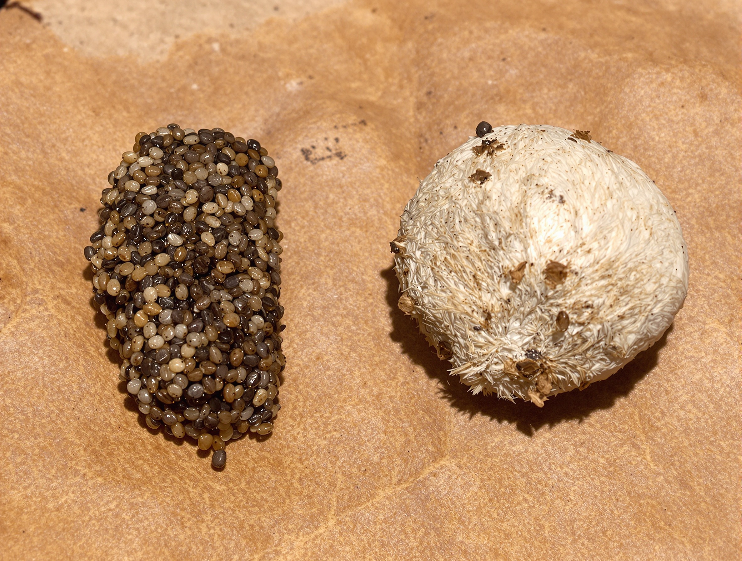 Crotte de crapaud et crotte de hérisson côte à côte sur feuille morte