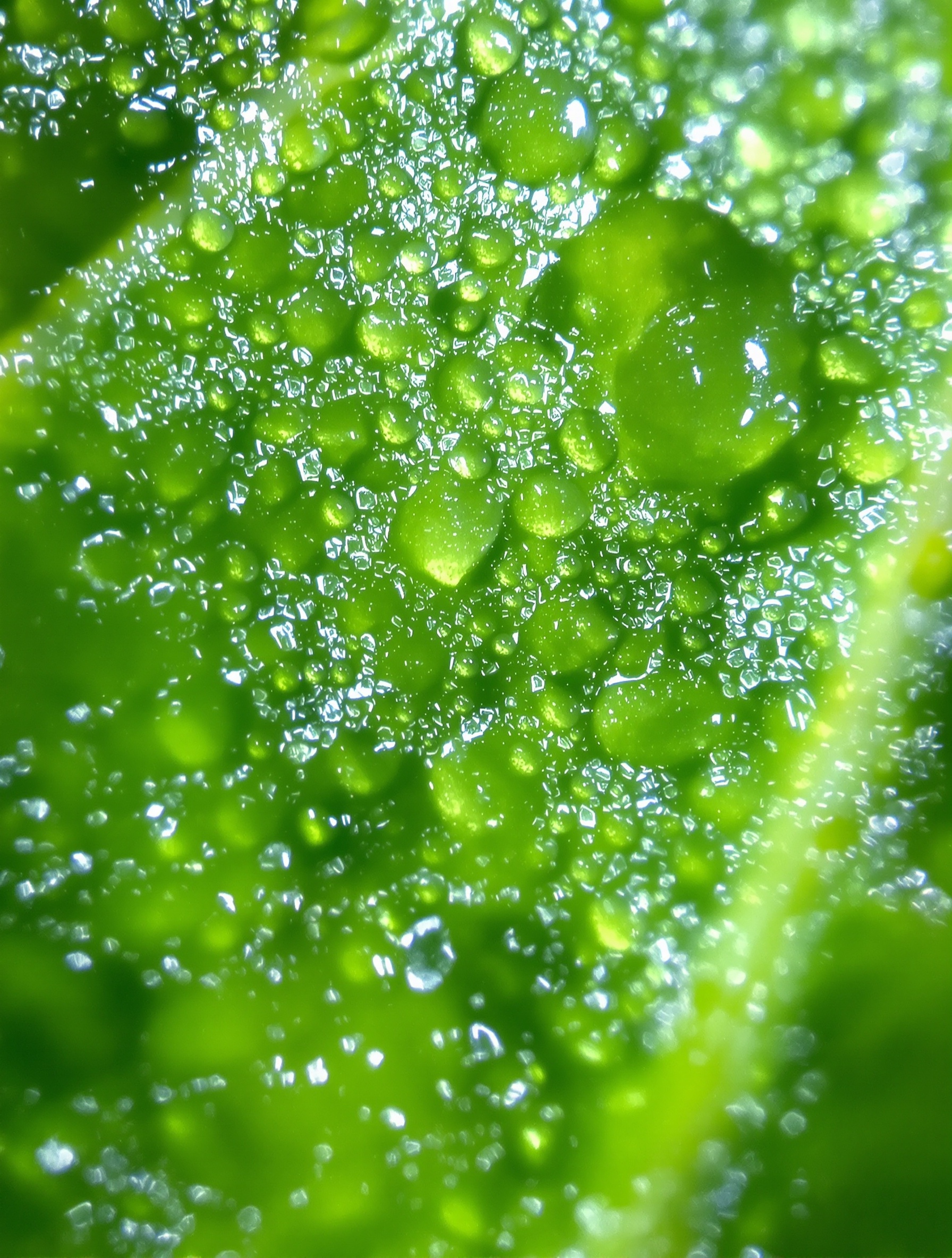 Feuille collante miellat yucca