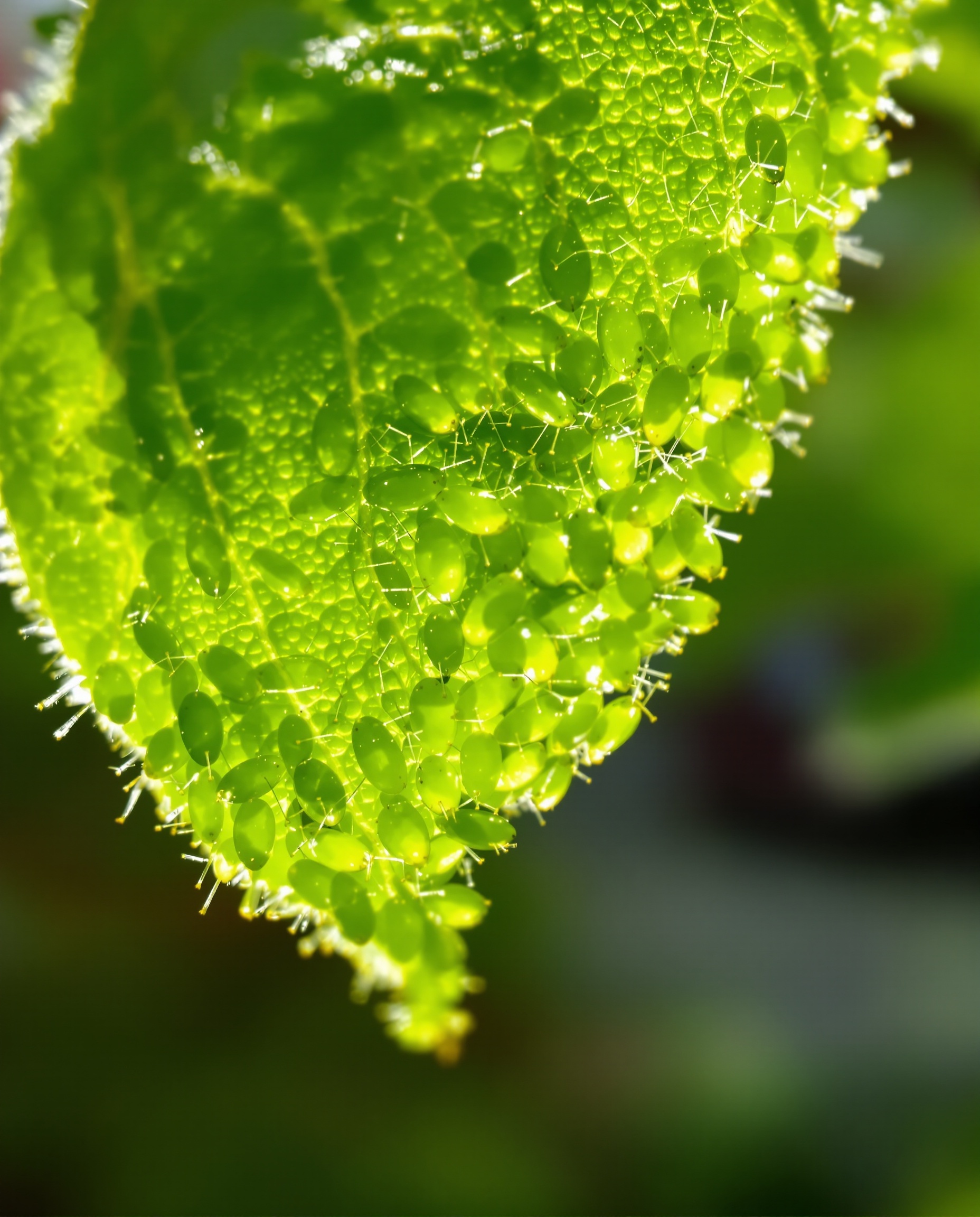 Pucerons verts Macrosiphum euphorbiae sous feuille de tomate