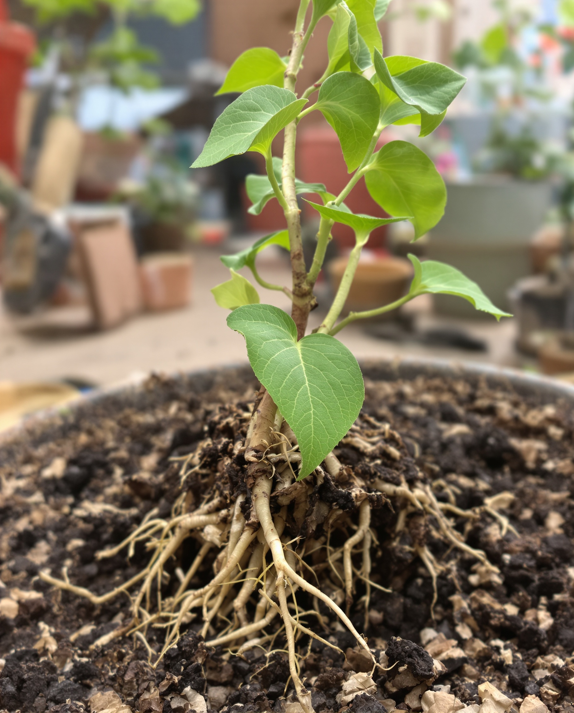 macro racines jeunes feuilles bouture glycine atelier jardinage