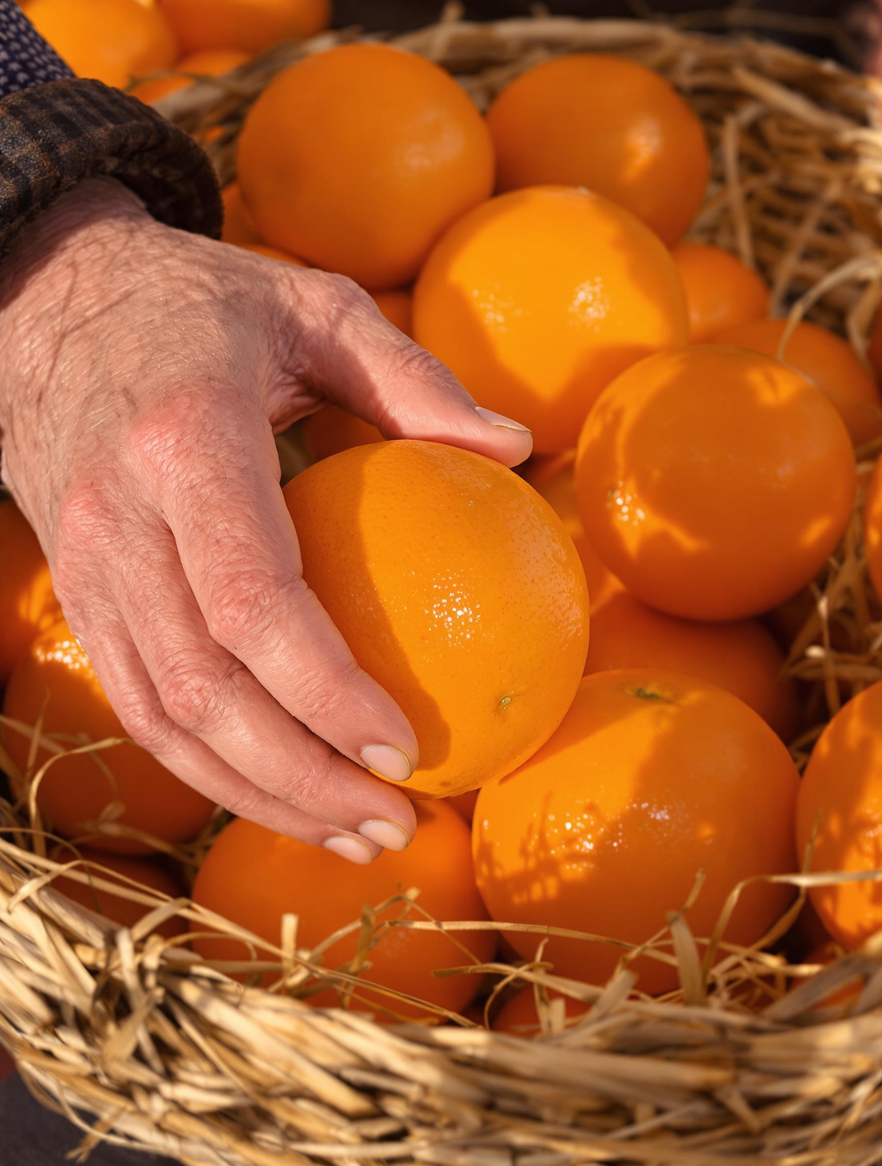 Main bretonne choisissant orange mûre marché paille
