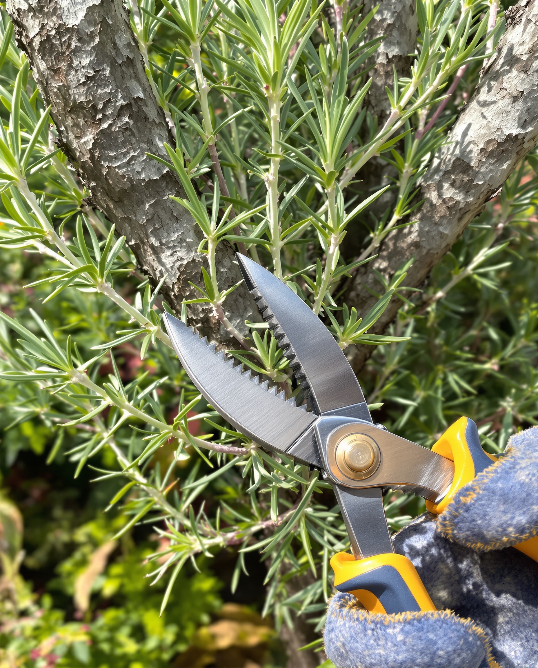 Sécateur coupant branche verte romarin - illustration différence bois vert/vieux bois