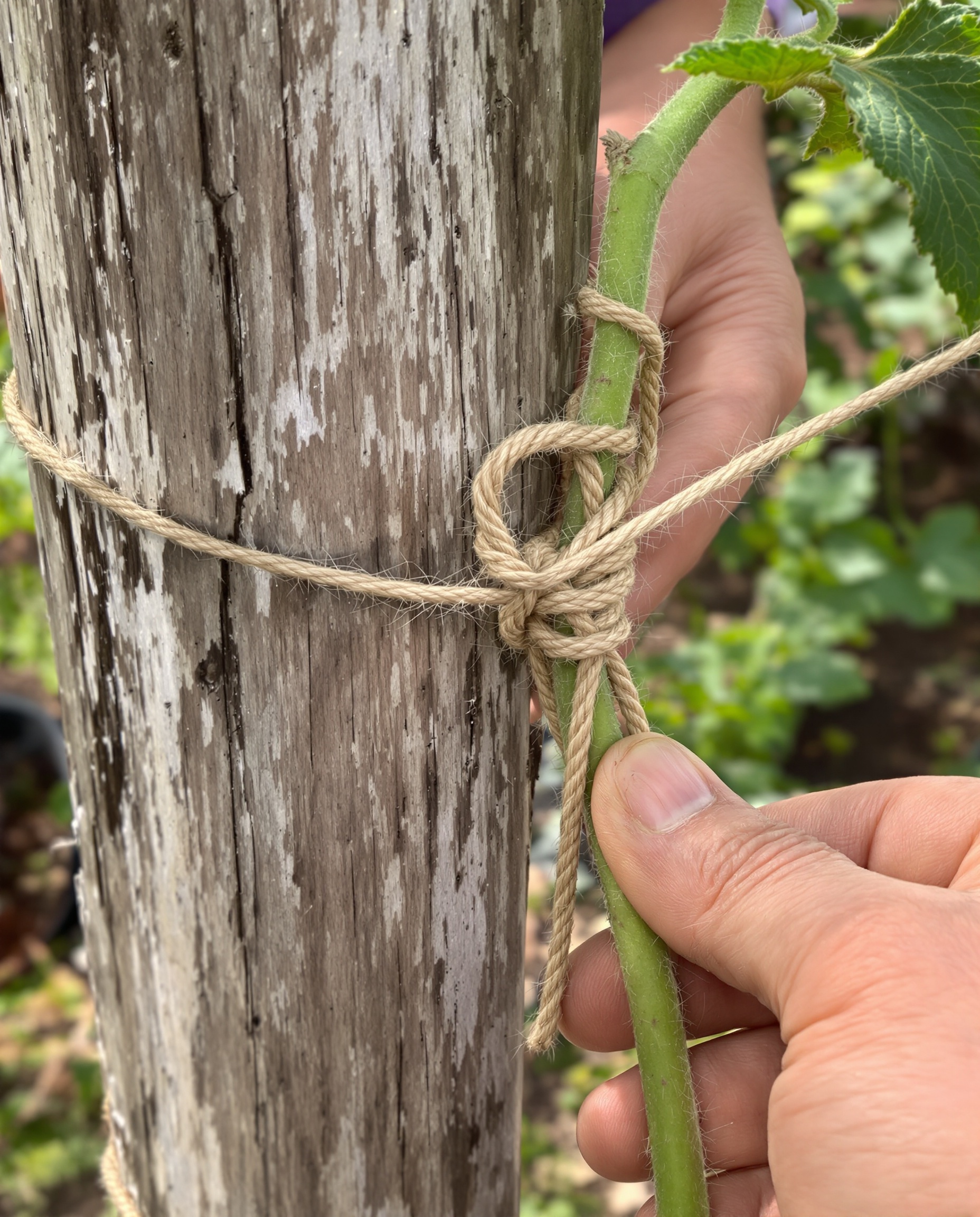 Main attachant une tomate avec un lien en 8 sur un tuteur en bois