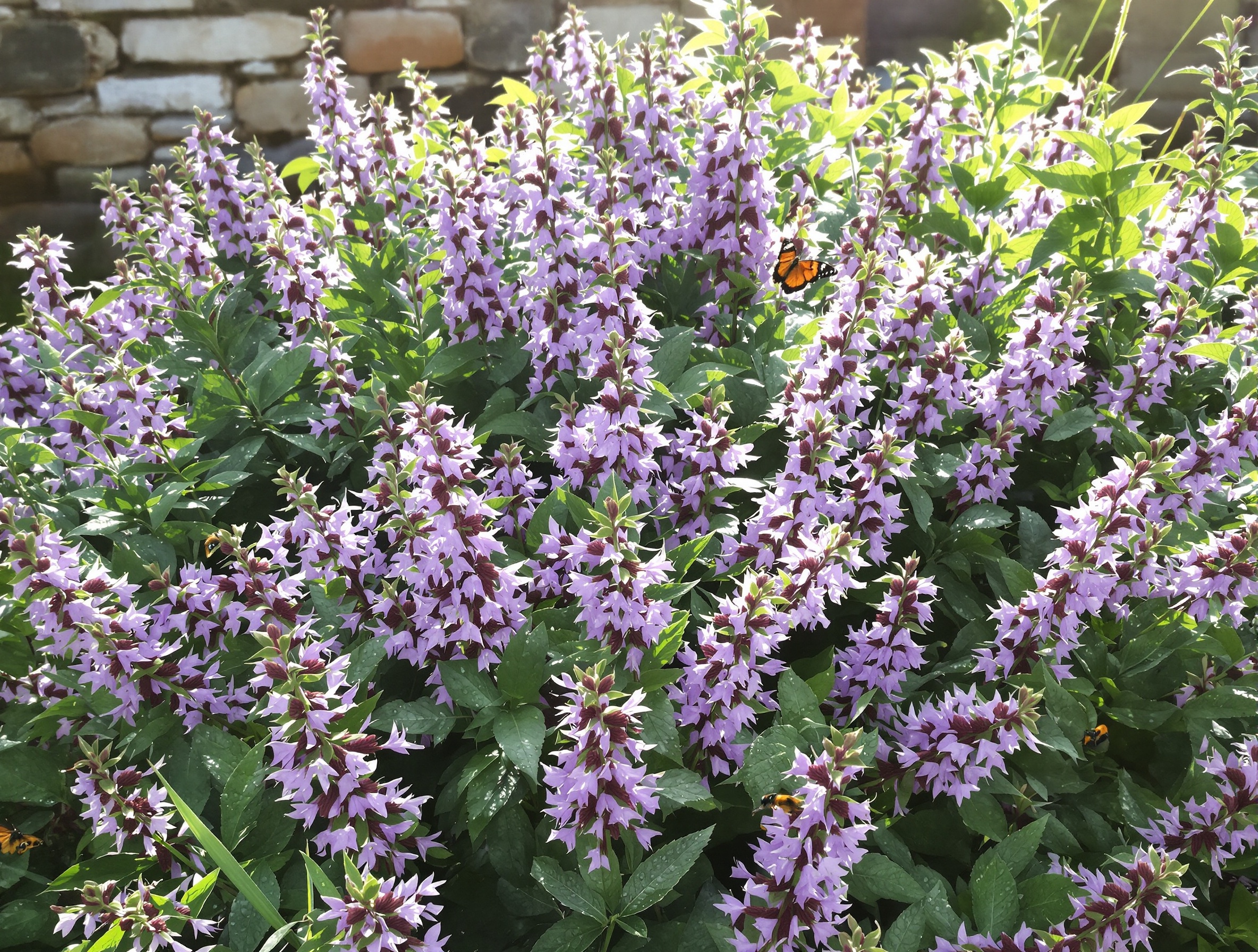 Massif de bergamote sauvage en fleurs dans un jardin breton