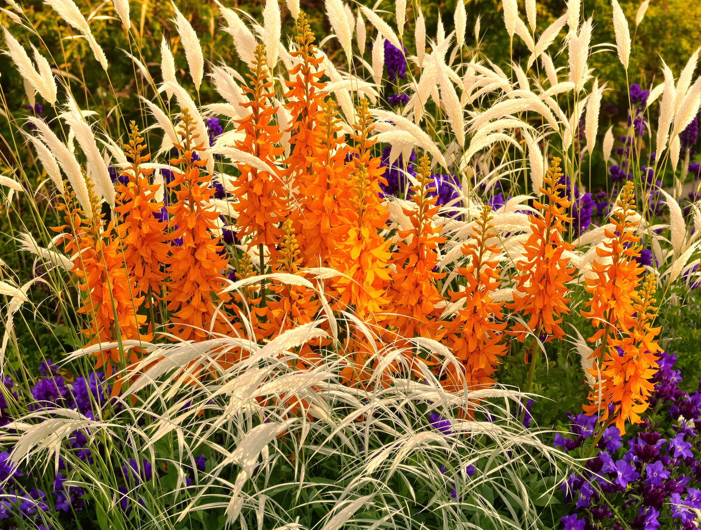 Massif avec Crocosmias orange vif, Stipa tenuifolia et fleurs violettes sous une lumière dorée du soir.