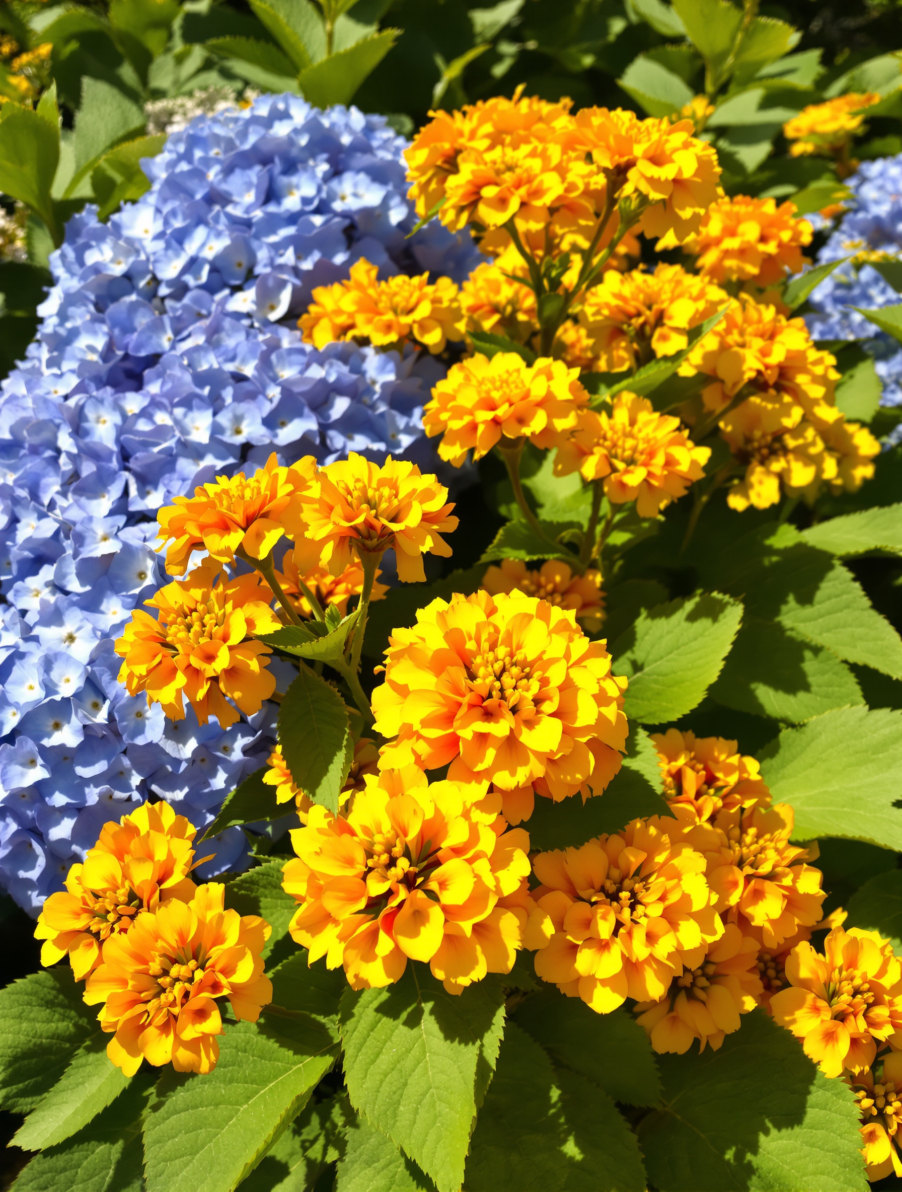 Un massif fleuri mêlant un lantana jaune et orange à de grandes fleurs bleues d'un hortensia, illustrant la complémentarité des couleurs et volumes.