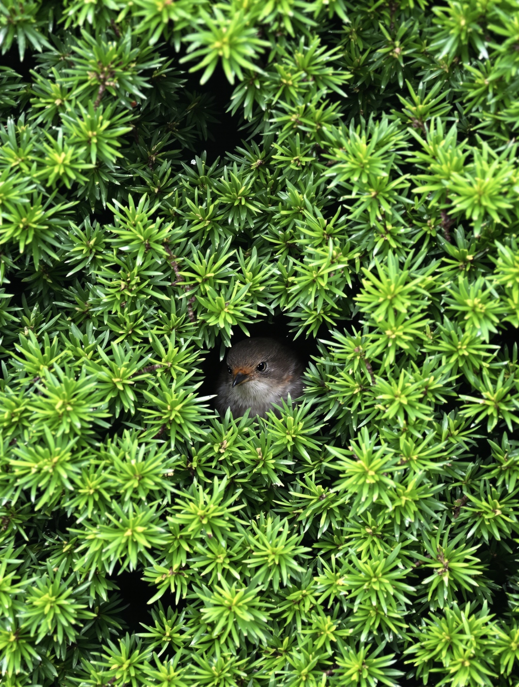 Rouge-gorge niché dans une haie de thuyas dense