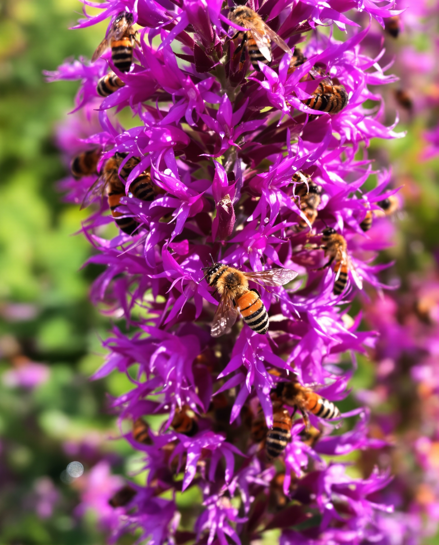 Fleur de Monarda fistulosa couverte d’abeilles et de papillons dans un jardin breton