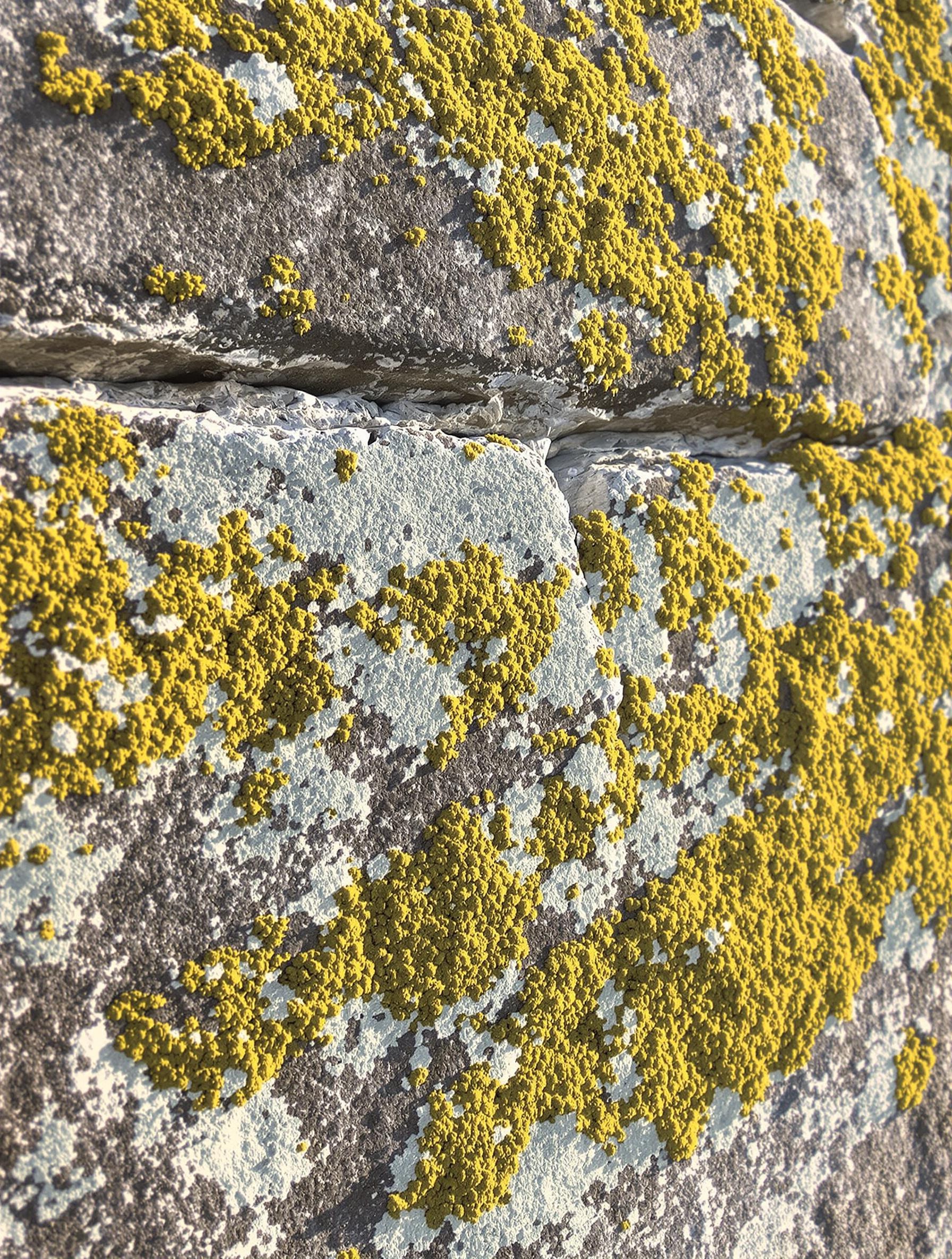 Mur ancien breton rénové, lichen préventif et enduit naturel sous soleil
