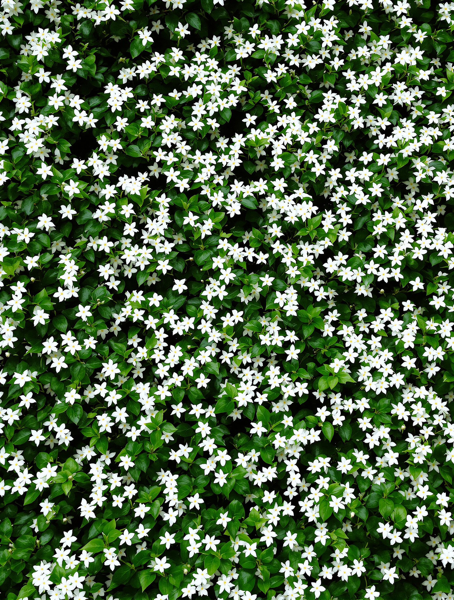 Un mur recouvert de Jasmin étoilé (Trachelospermum jasminoides) en pleine floraison. Des milliers de petites fleurs blanches en forme d'étoile se détachent sur le feuillage vert foncé et lustré, créant une scène poétique et parfumée.