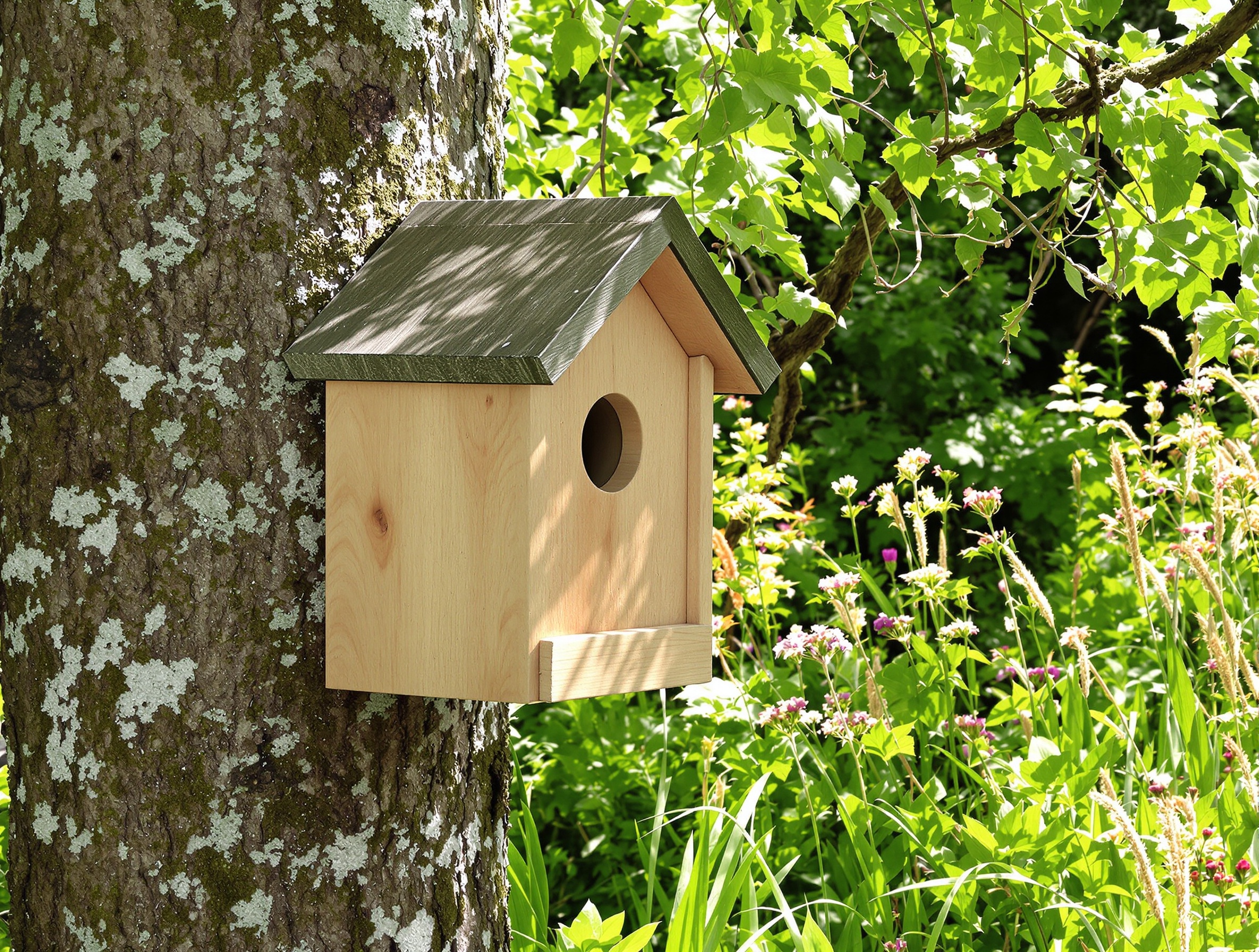 Nichoir en bois orienté sud-est sur pommier dans jardin sauvage breton