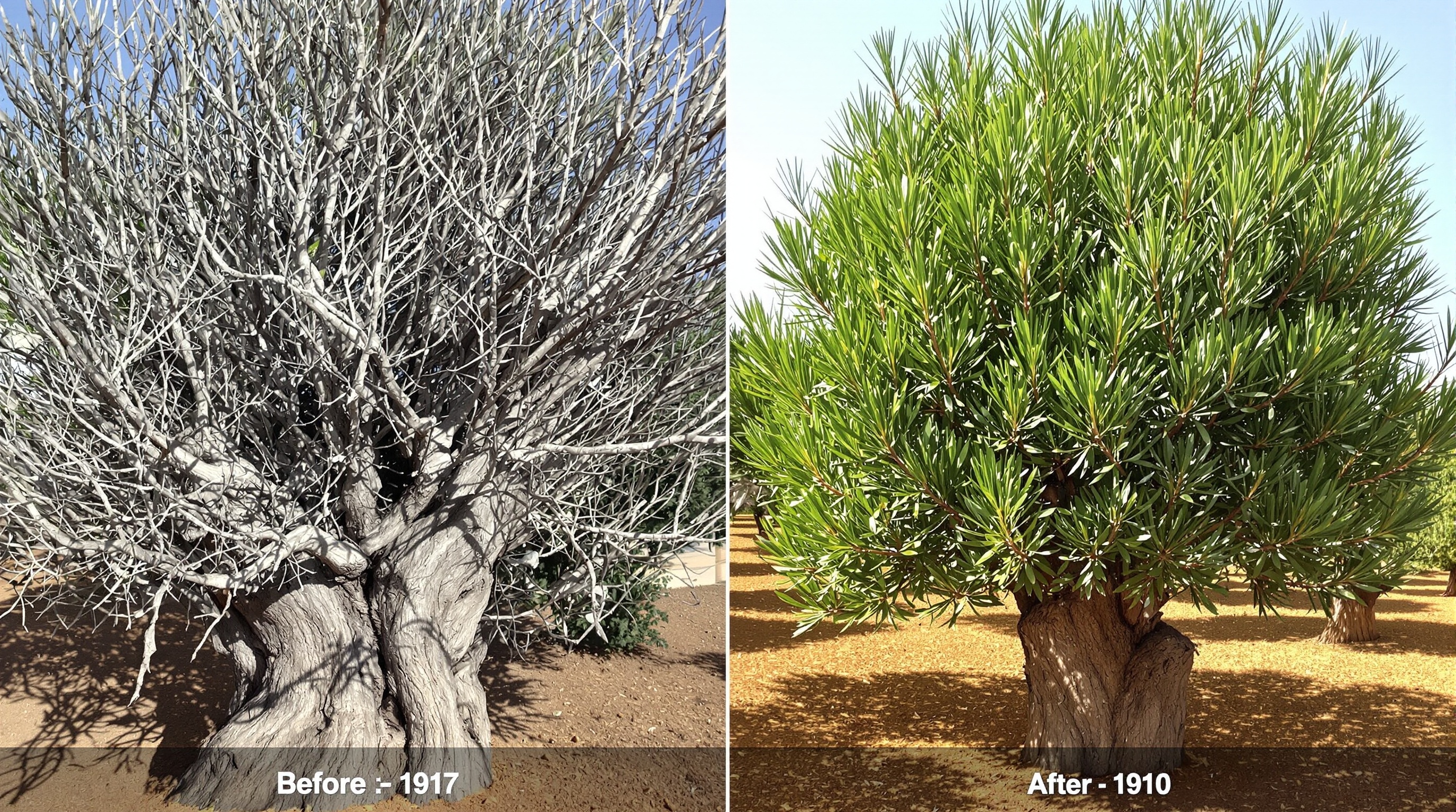 Olivier juste après taille sévère puis un an plus tard couvert de jeunes pousses