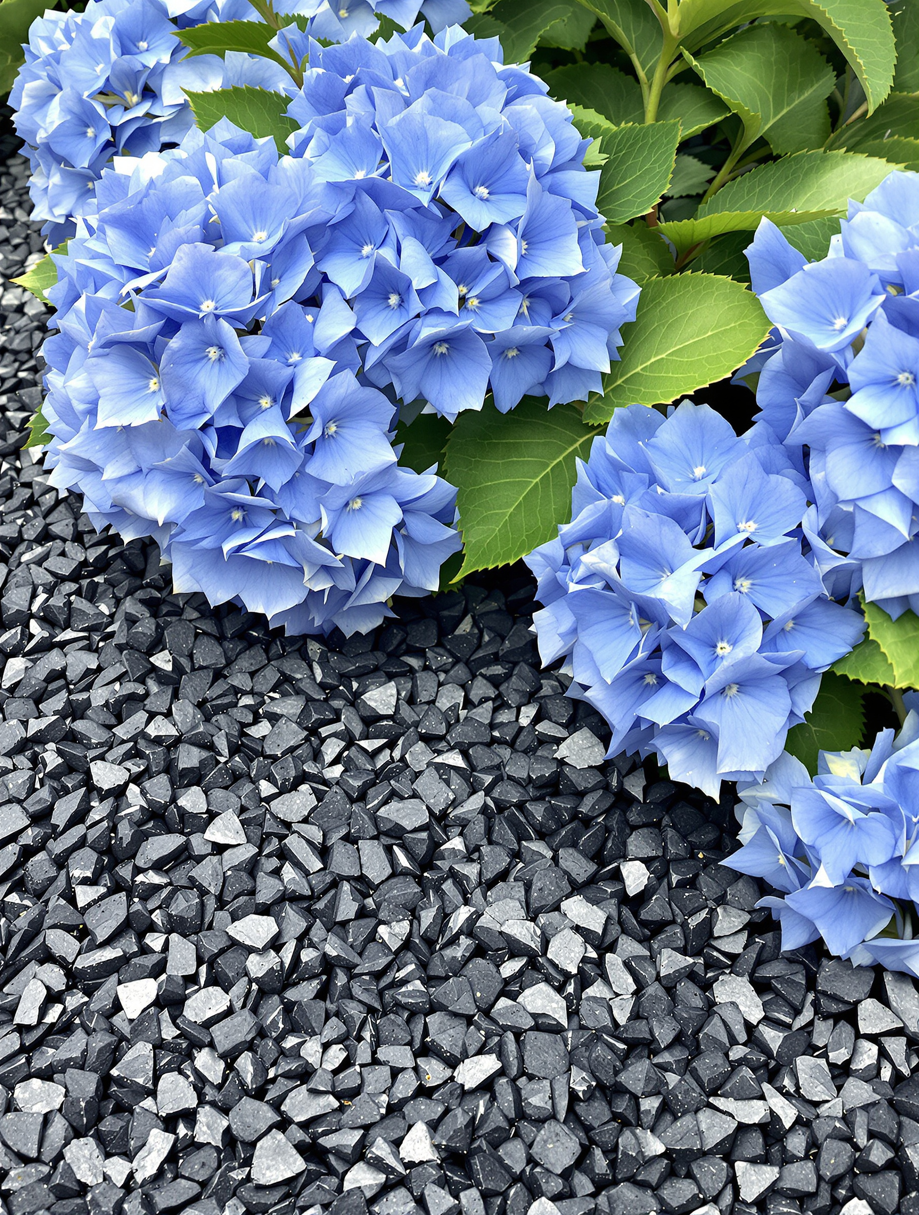 Paillage d'ardoise pilée au pied d'hortensias, alliance typiquement bretonne contre les adventices