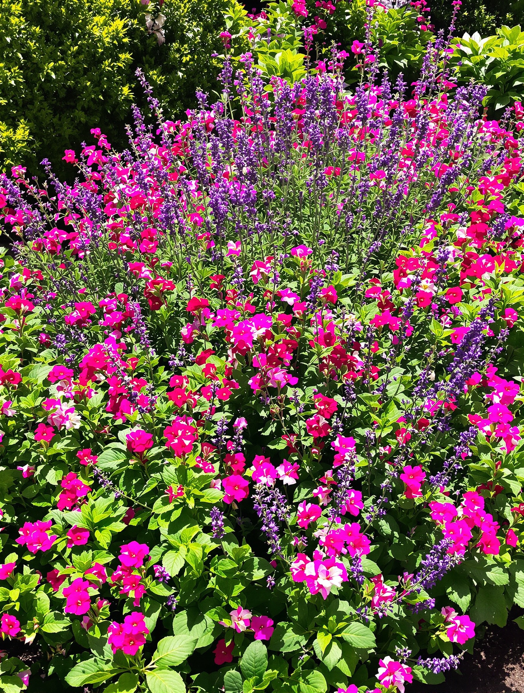Parterre luxuriant : bergamote sauvage mêlée à lavande et pélargonium odorant.