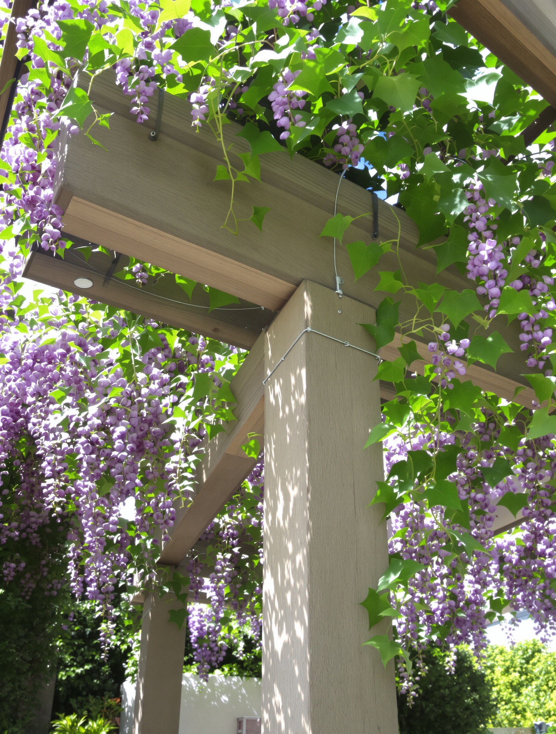 pergola solide support glycine adulte mise en garde gouttière toiture fixation acier